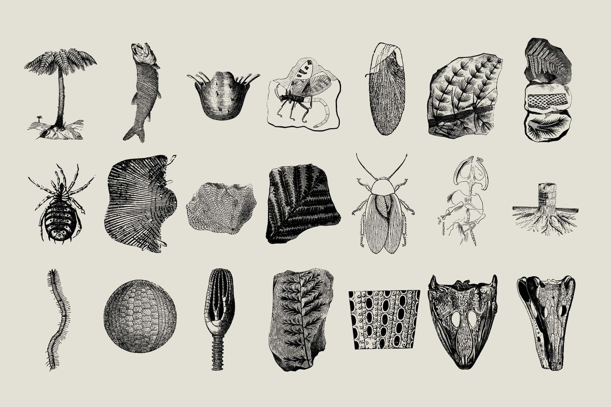 Dinosaurs and Fossils