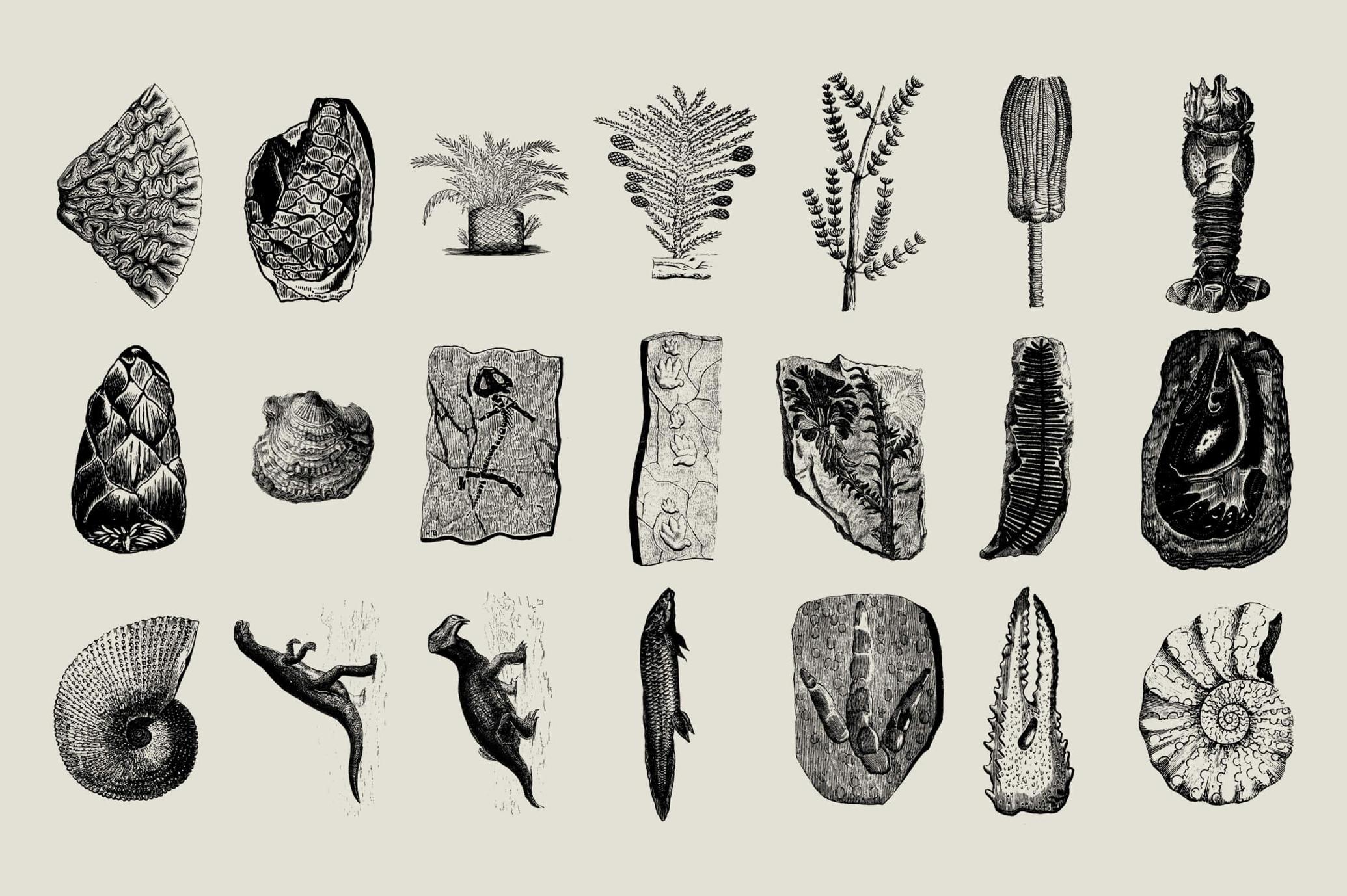 Dinosaurs and Fossils