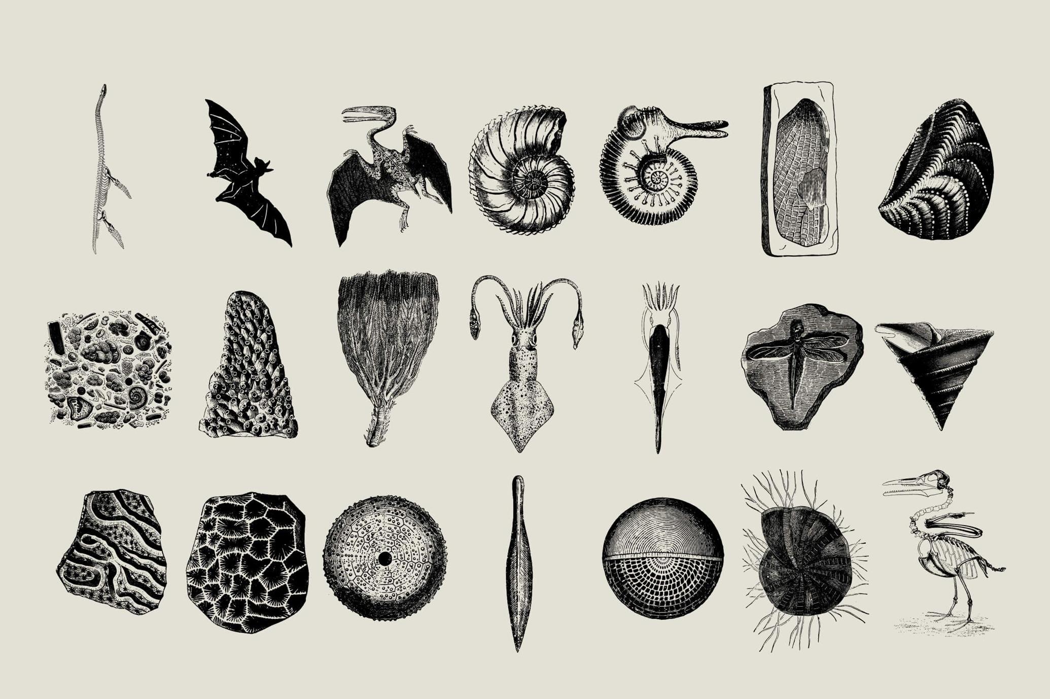 Dinosaurs and Fossils
