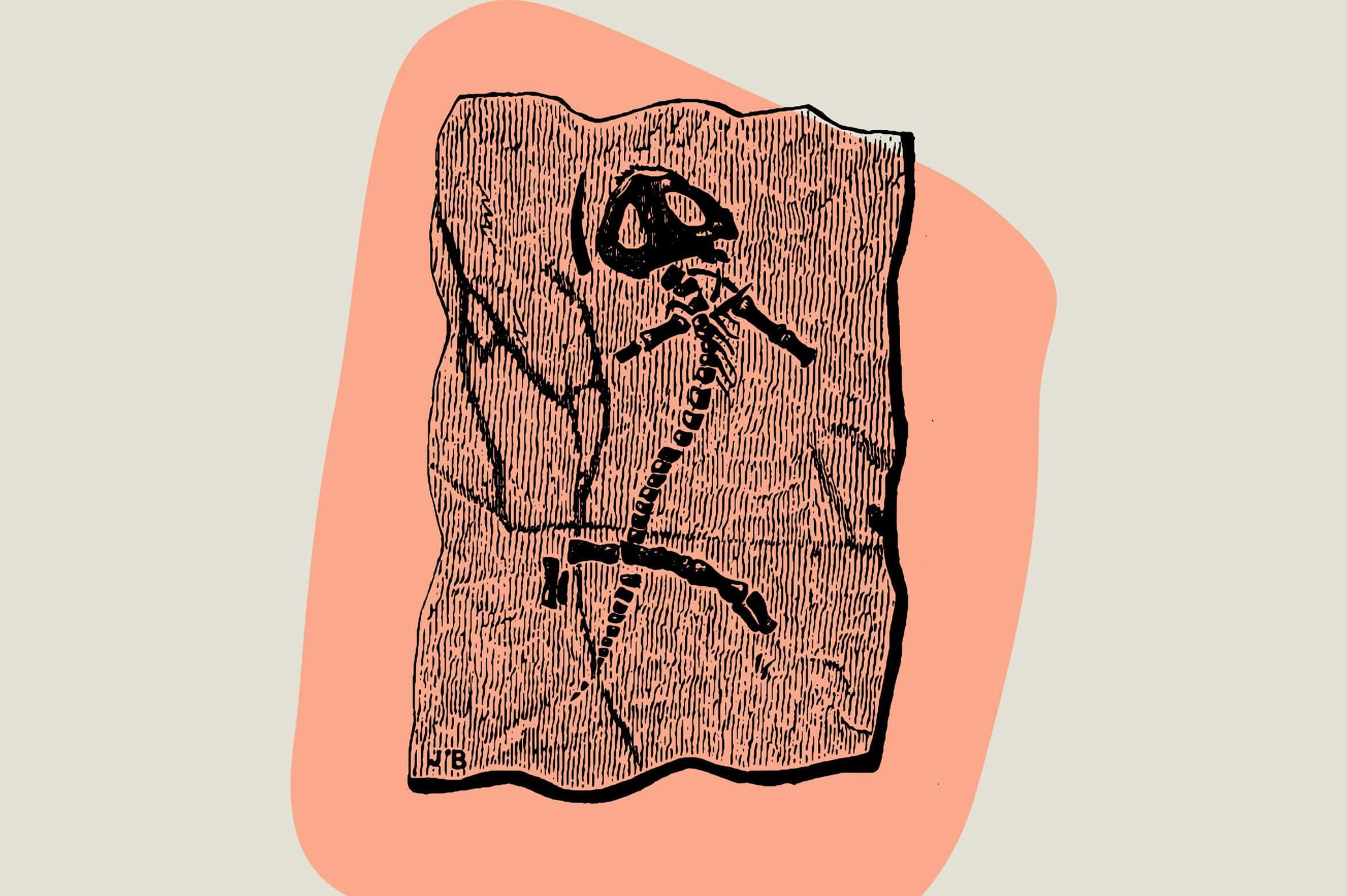 Dinosaurs and Fossils