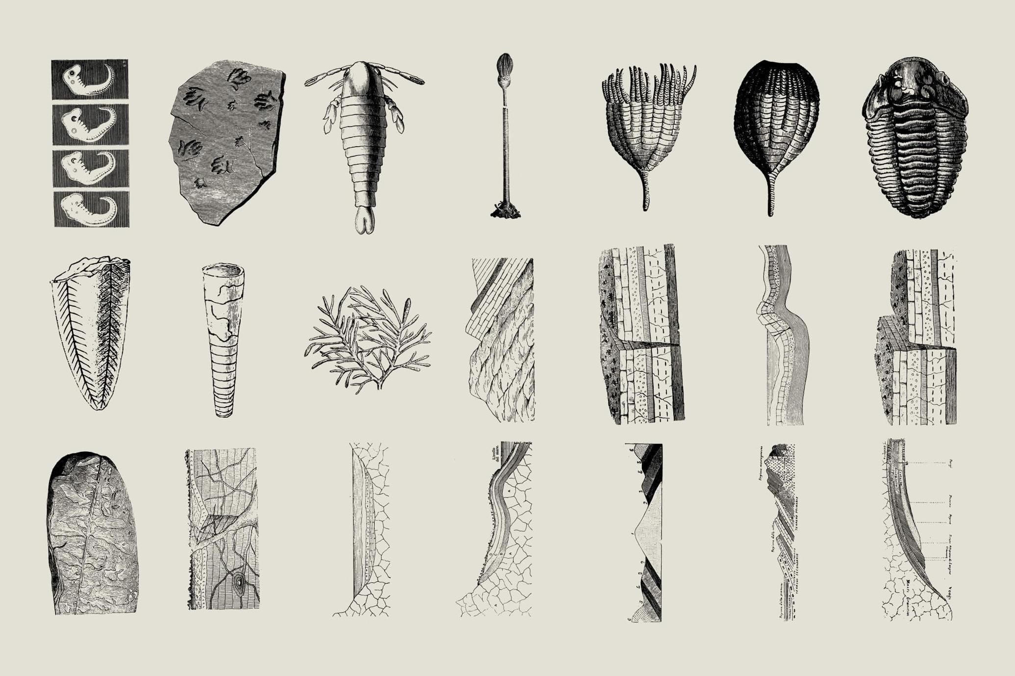 Dinosaurs and Fossils