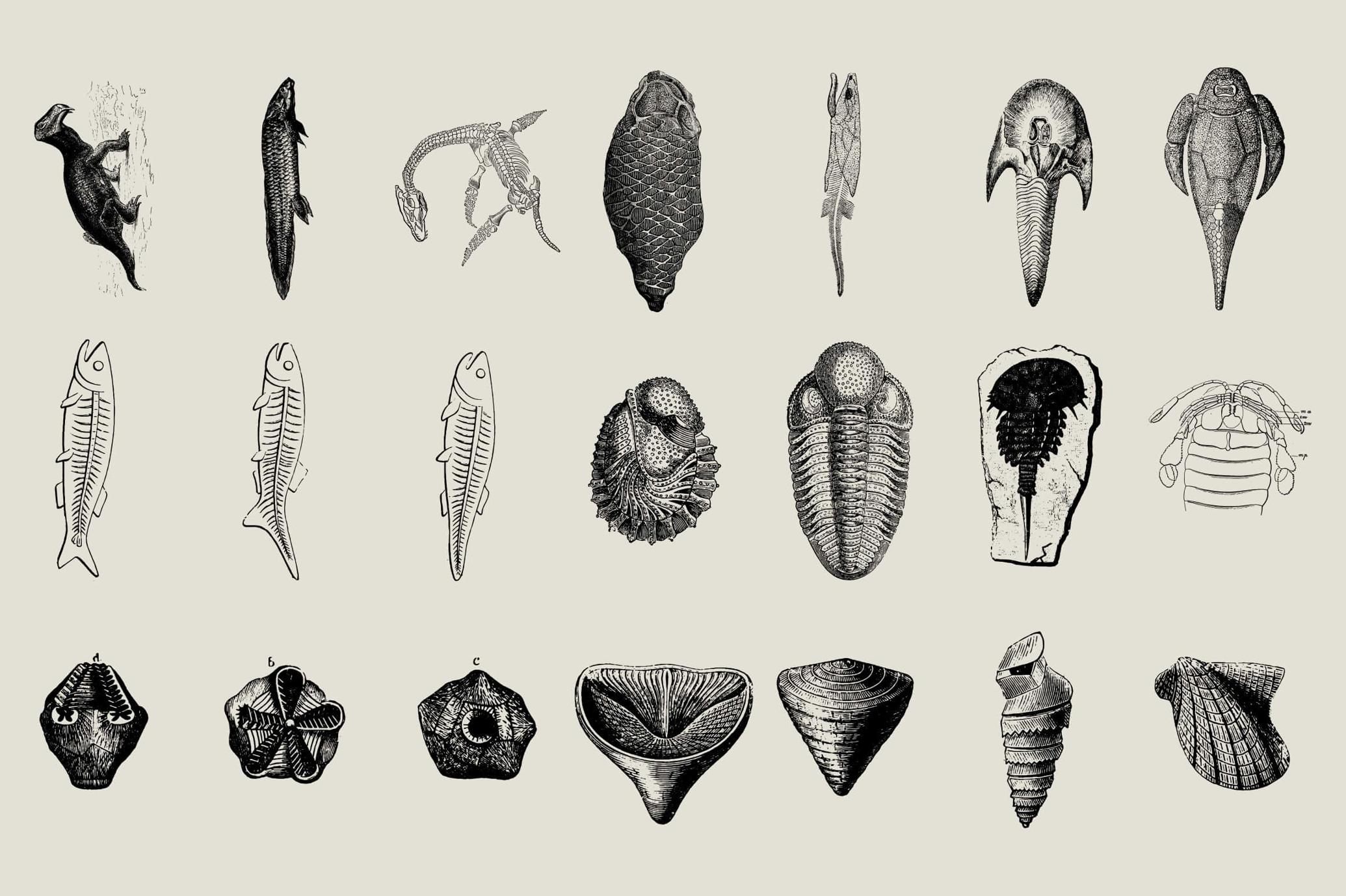 Dinosaurs and Fossils