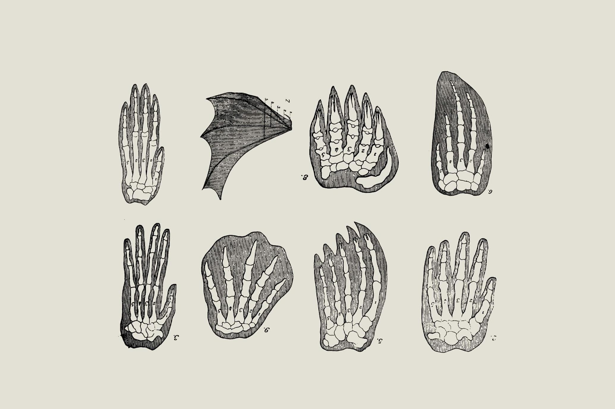 Dinosaurs and Fossils