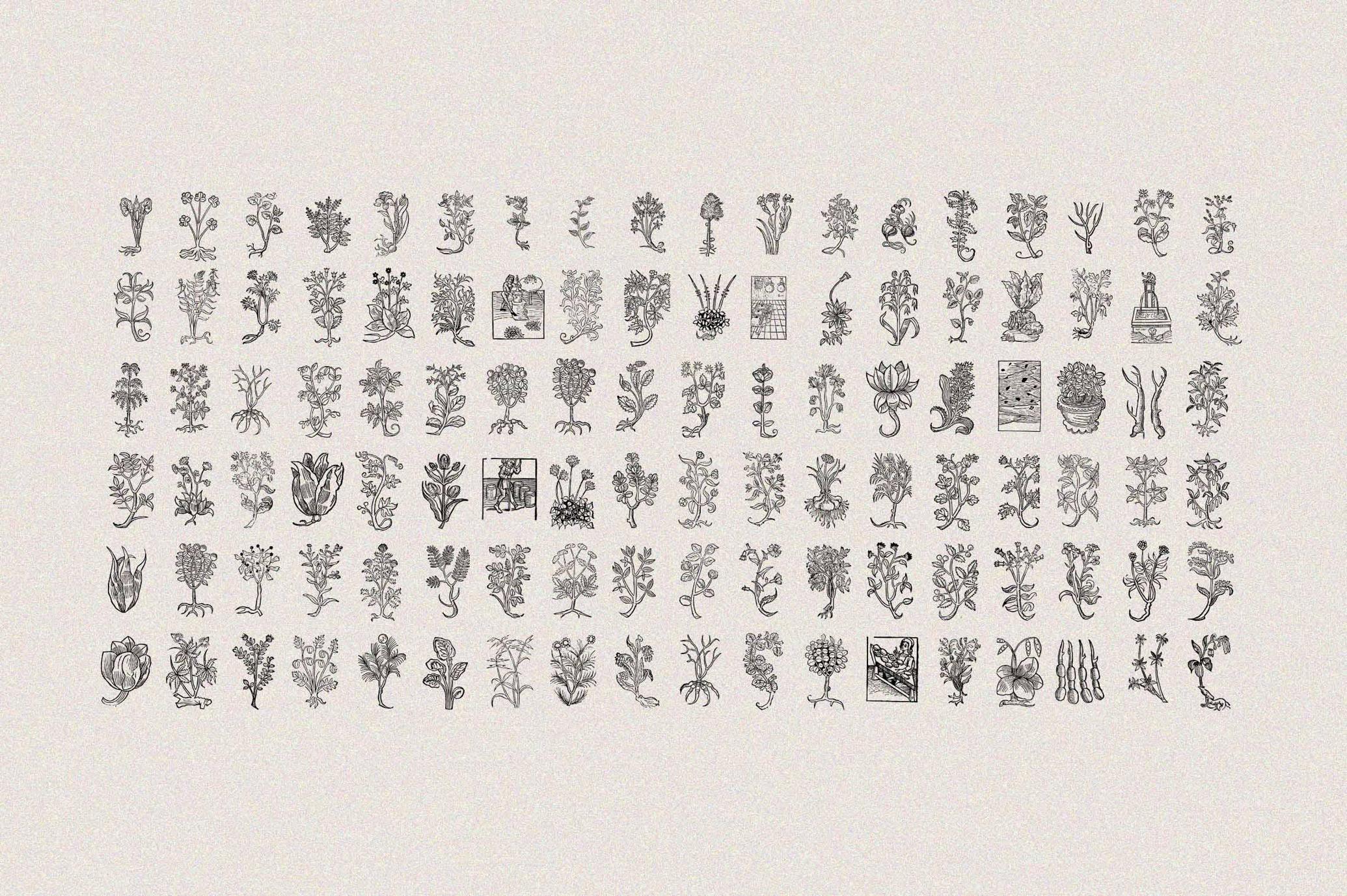 Herbarium Medieval Botany Collection