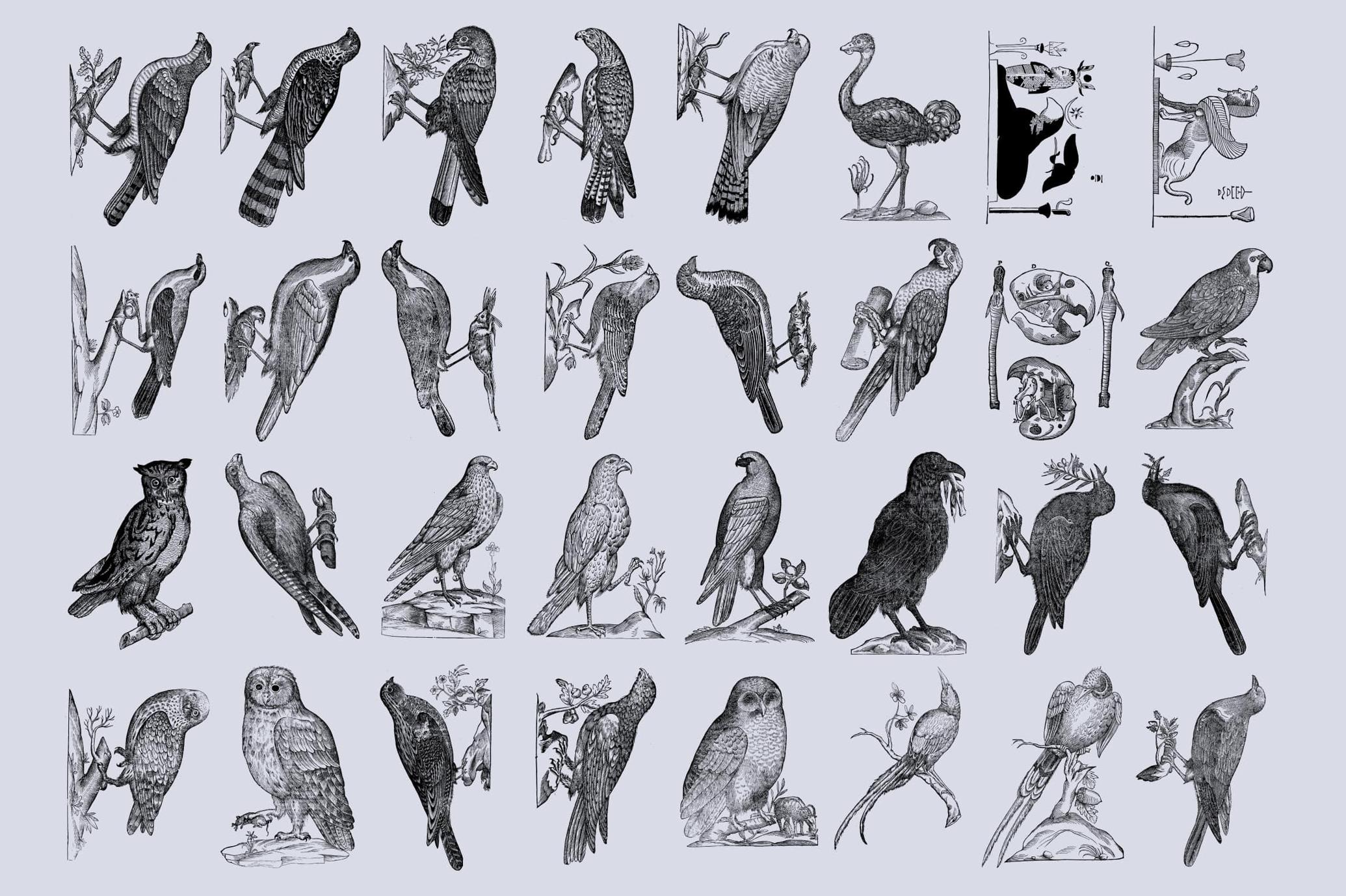 Birds of the World Illustrations