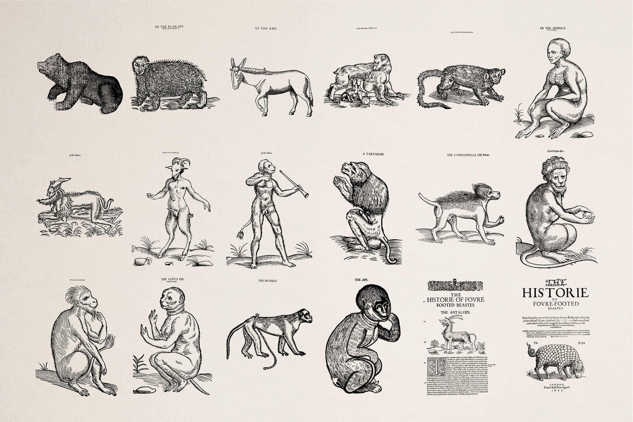 Four Footed Beasts and Animals