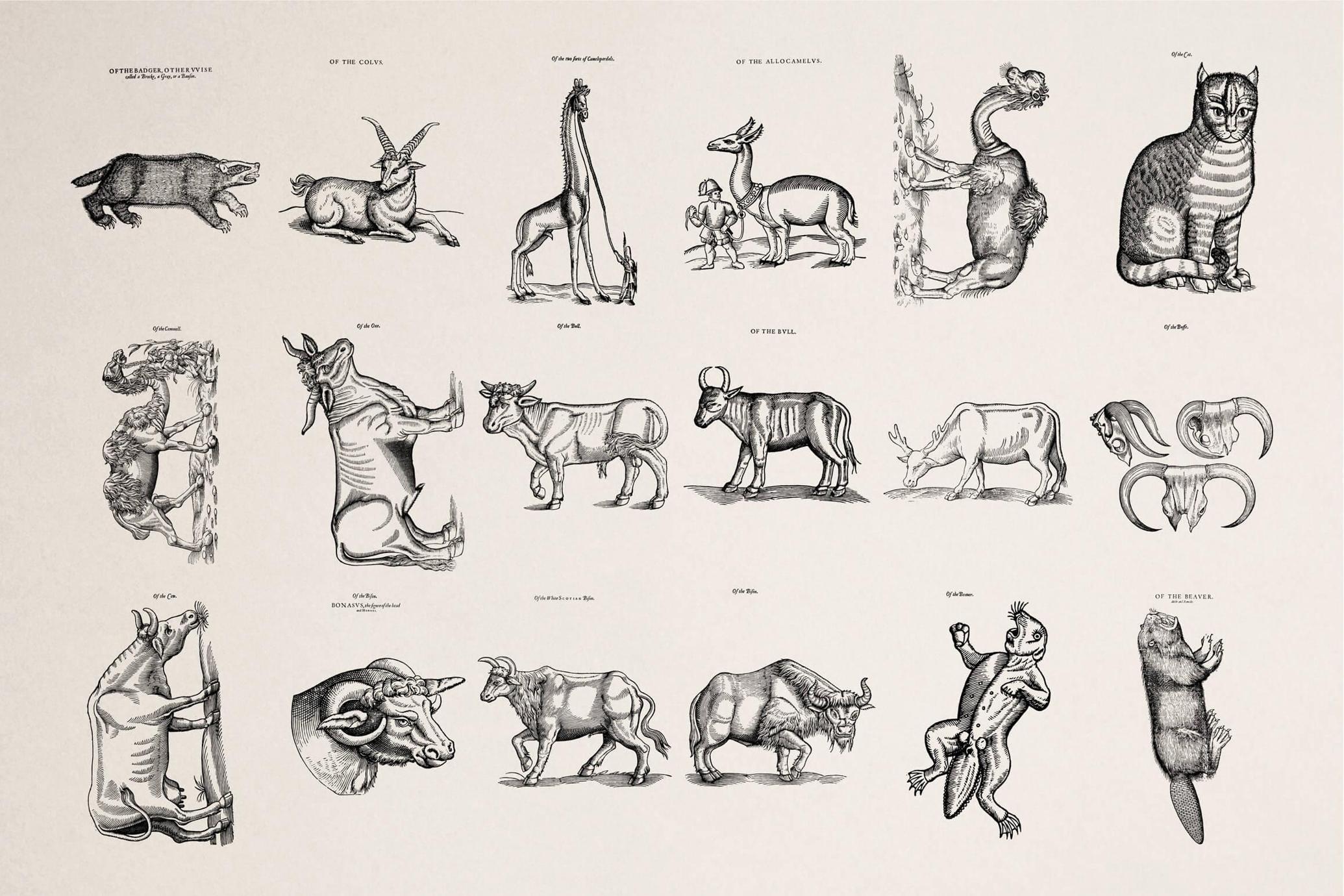 Four Footed Beasts and Animals