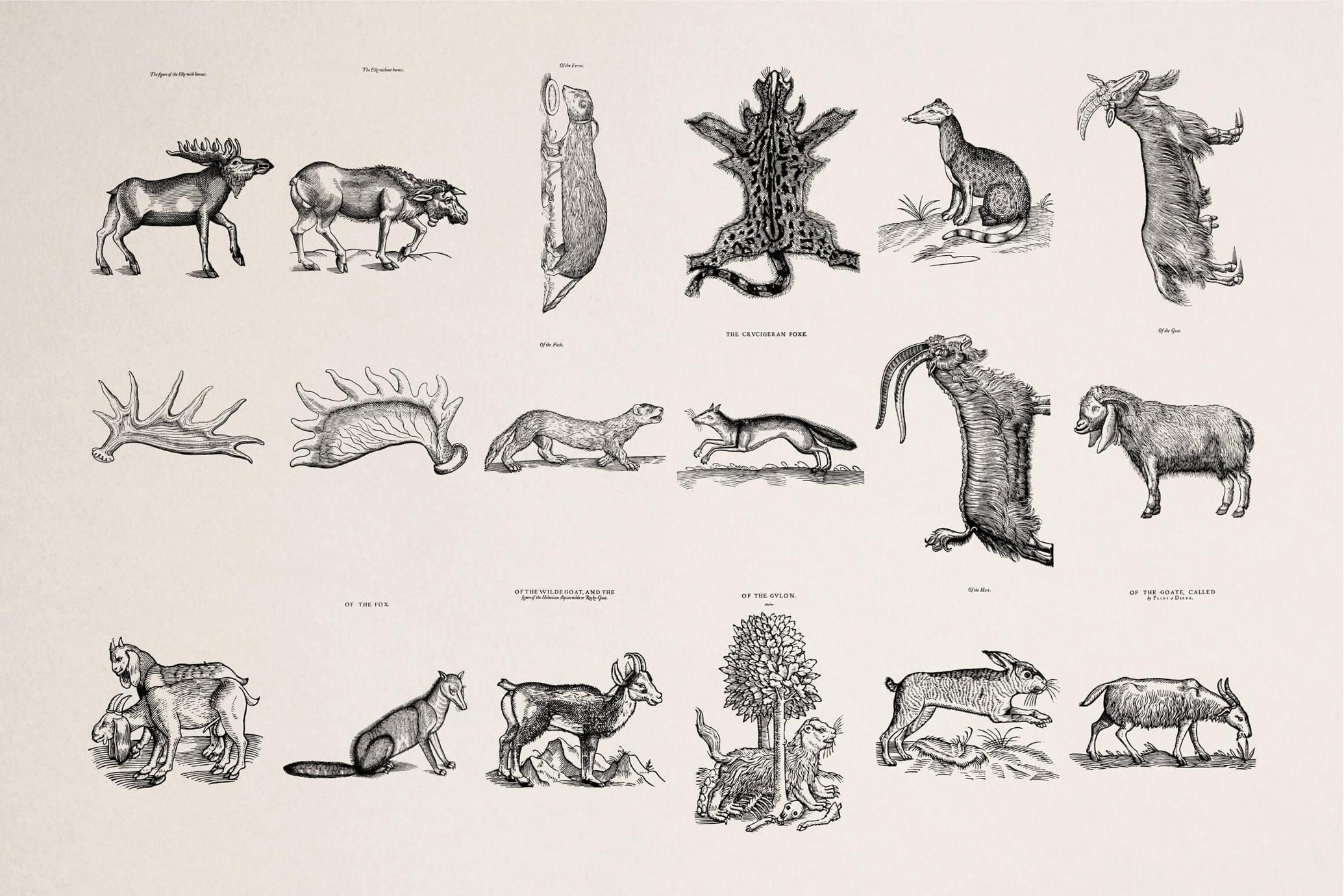 Four Footed Beasts and Animals