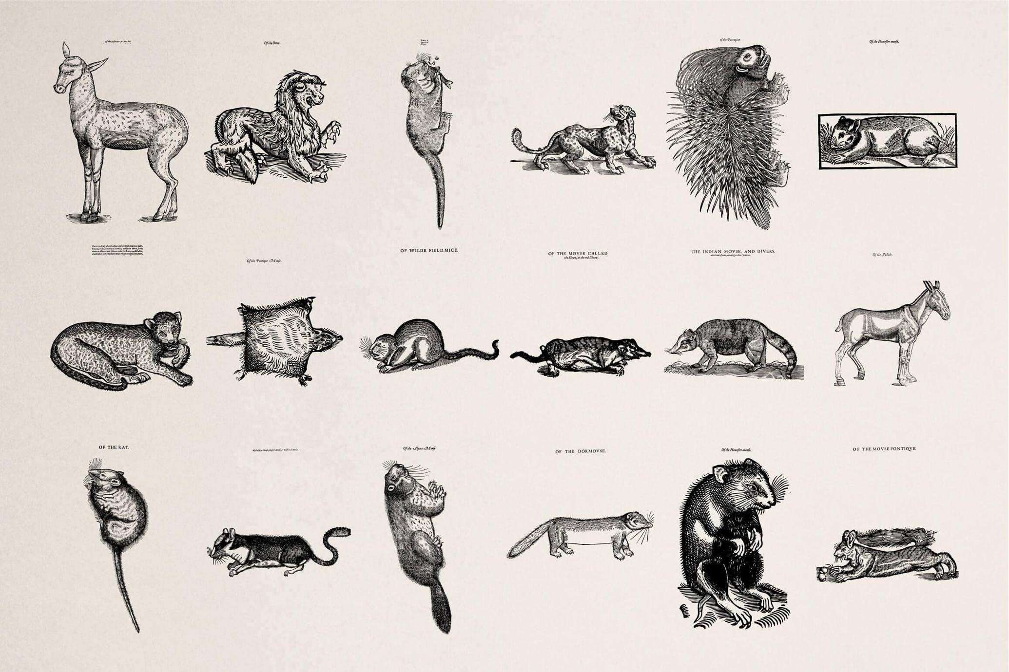 Four Footed Beasts and Animals