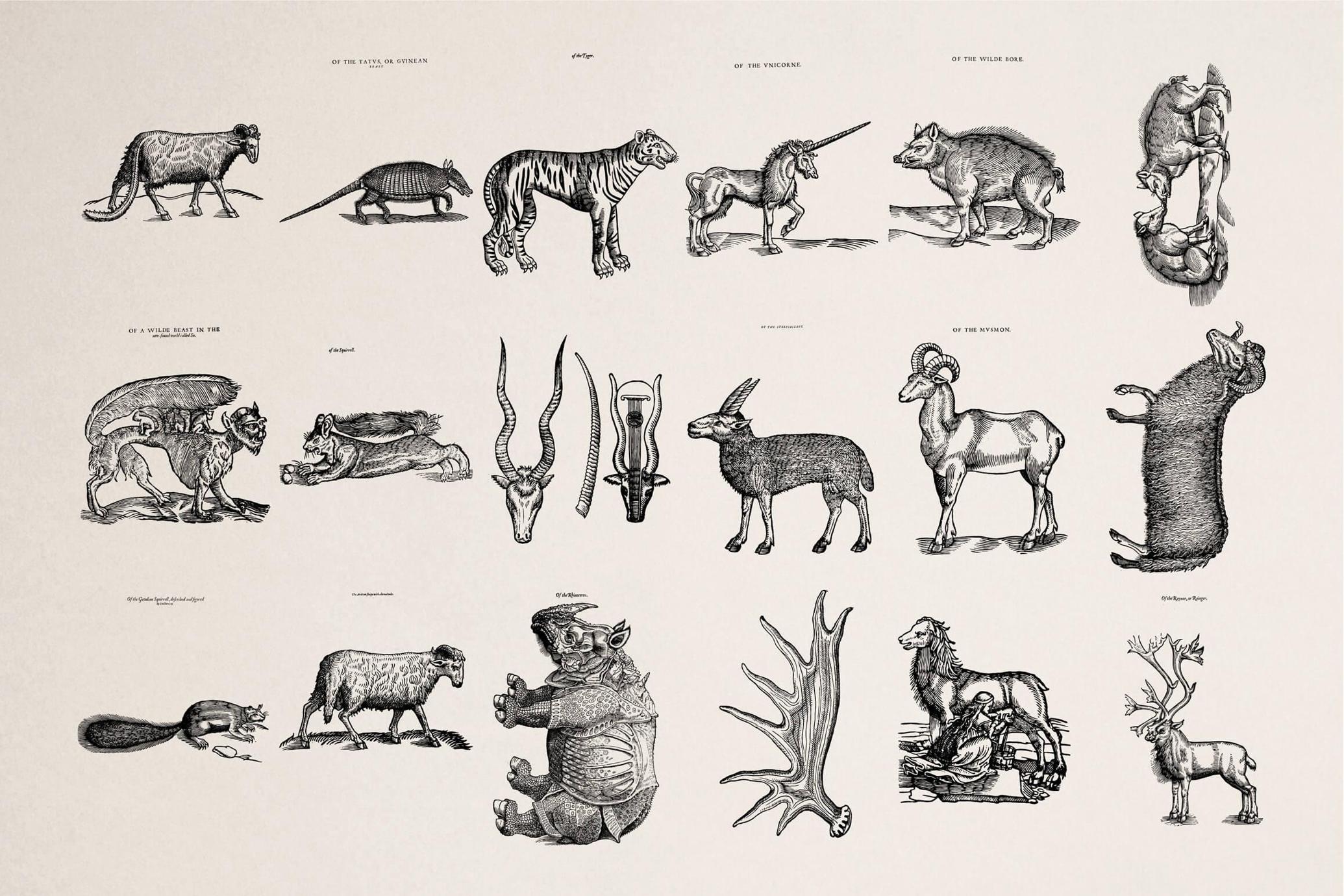 Four Footed Beasts and Animals