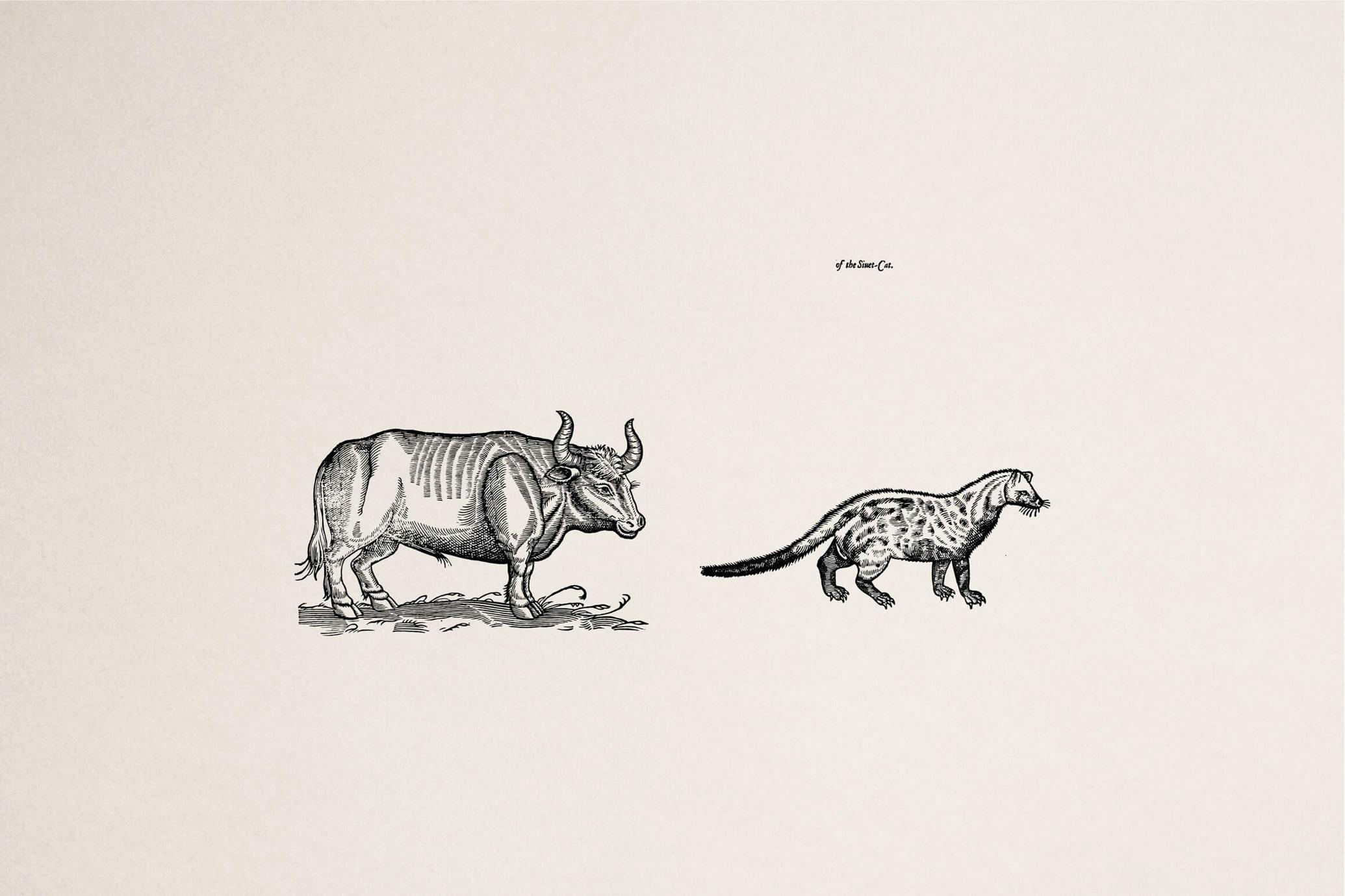 Four Footed Beasts and Animals