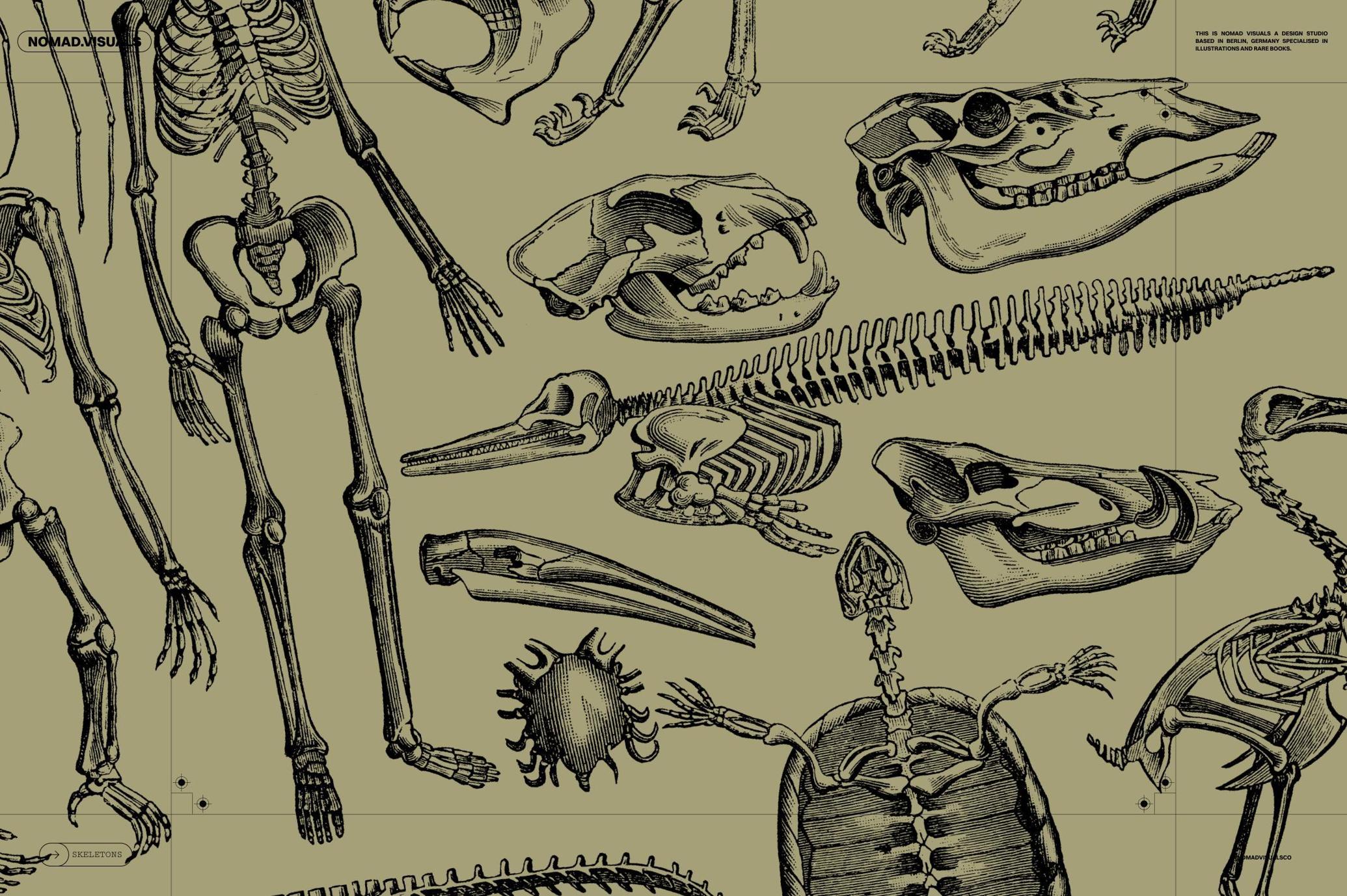 Skeletons & Bones Vector Set