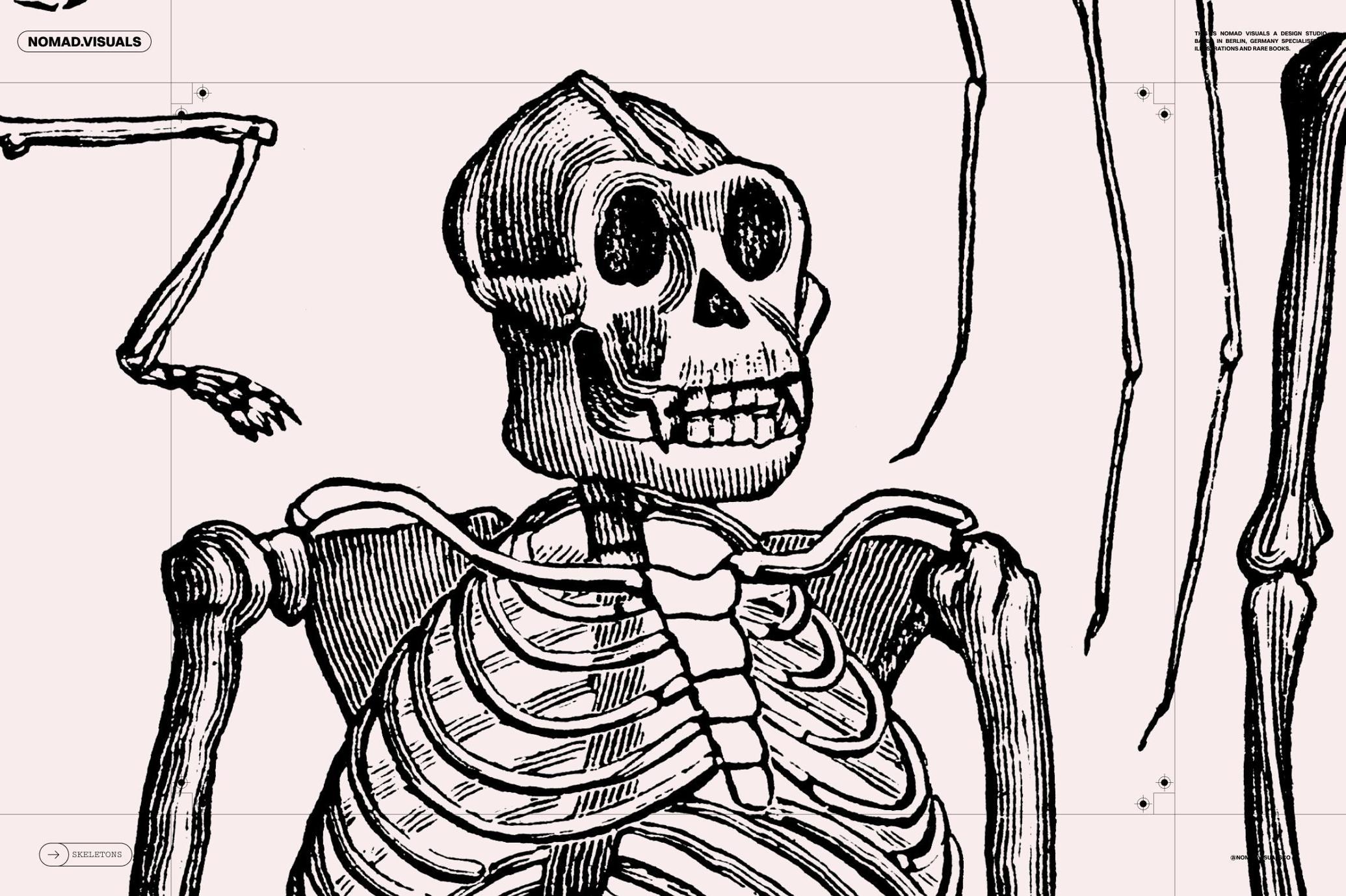 Skeletons & Bones Vector Set