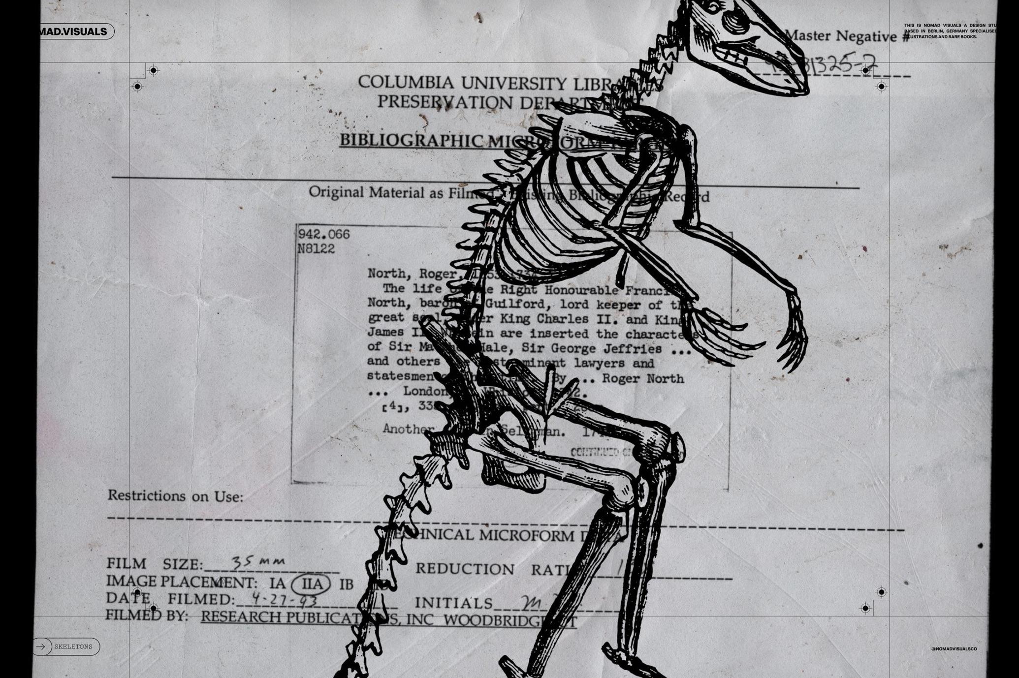 Skeletons & Bones Vector Set