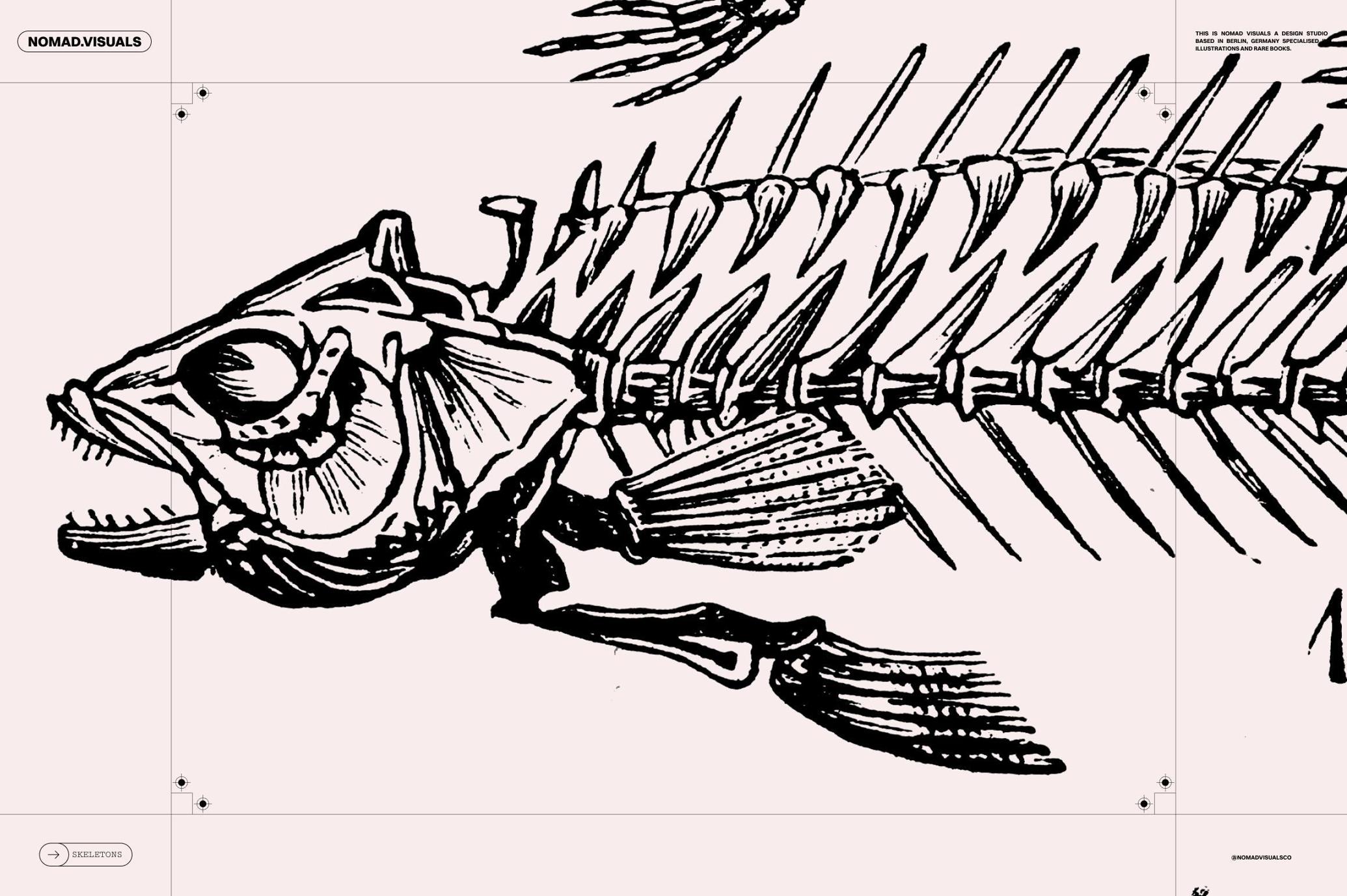 Skeletons & Bones Vector Set