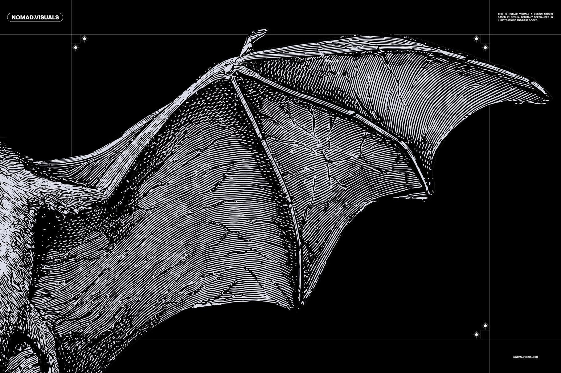 Bats of the World