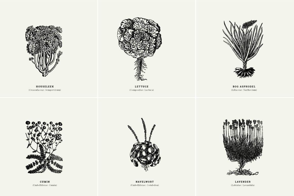 Botanical Illustrations