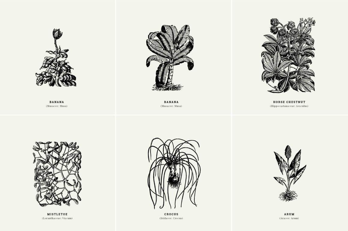 Botanical Illustrations