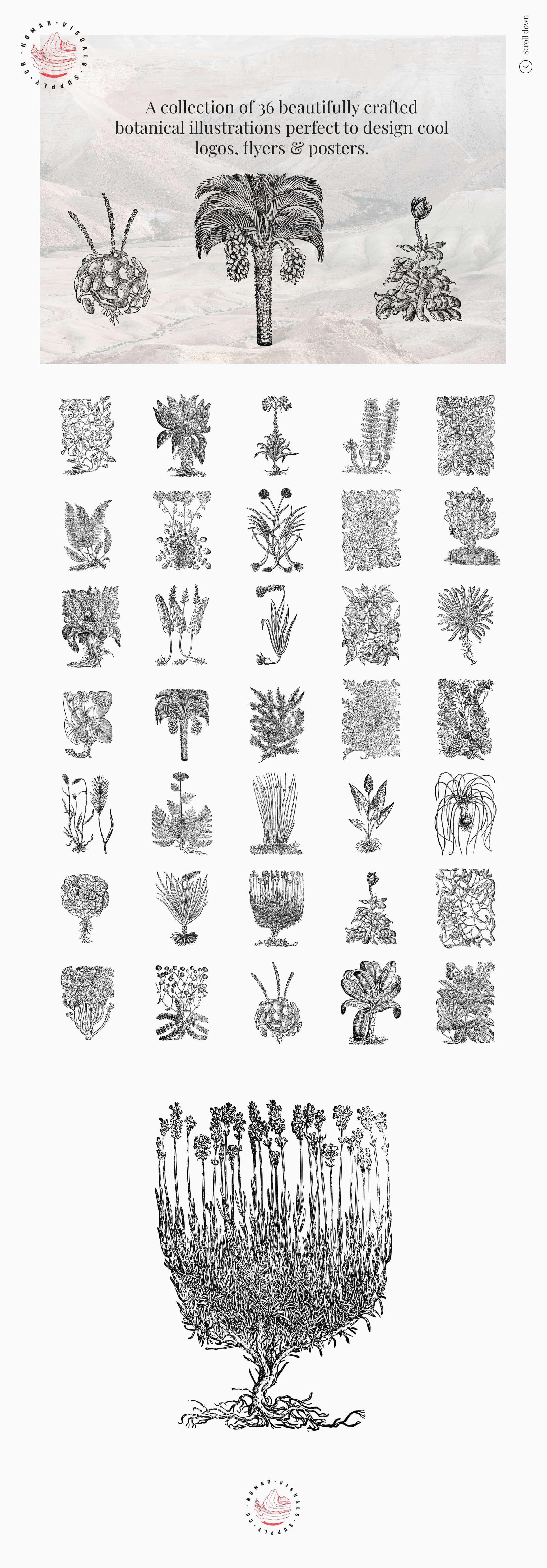 Botanical Illustrations
