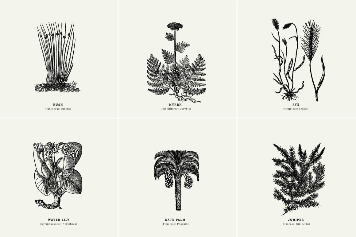 Botanical Illustrations