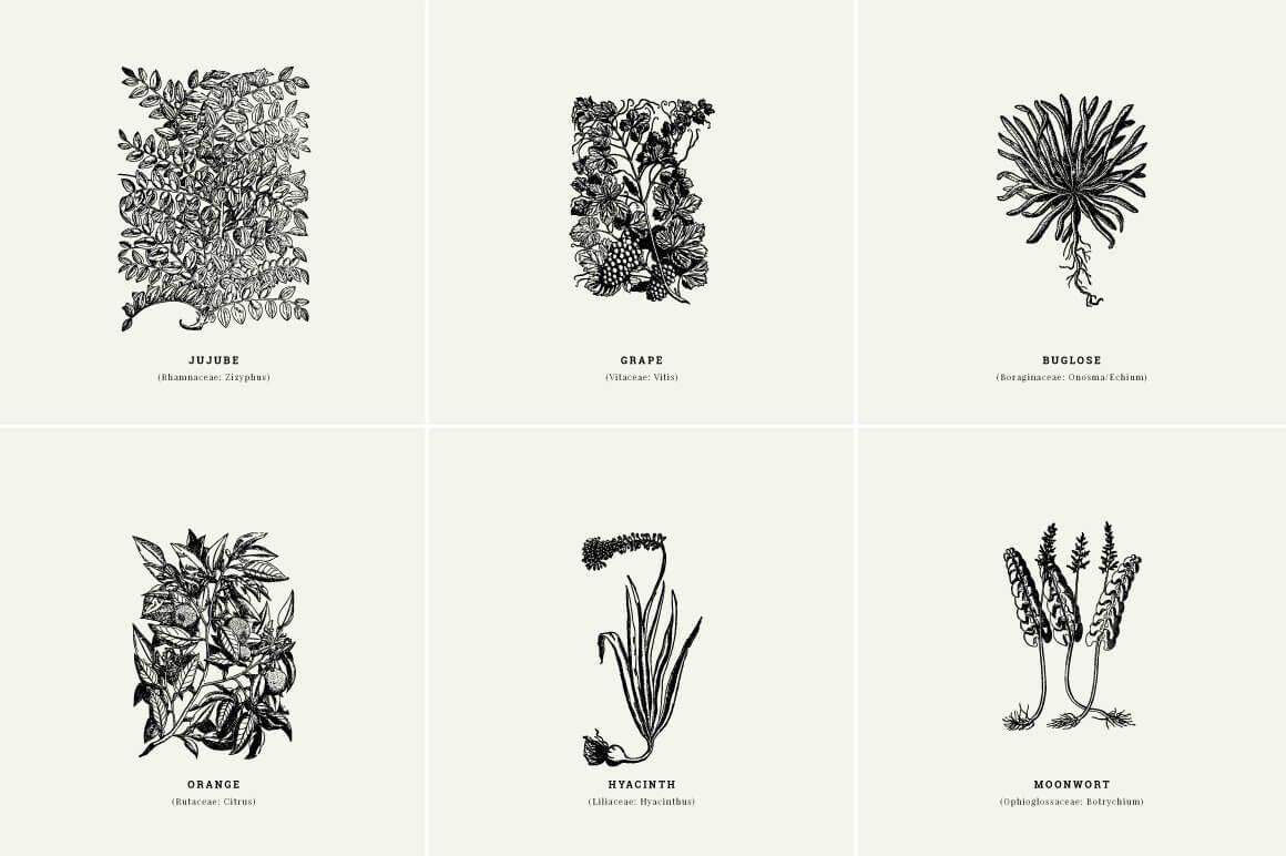 Botanical Illustrations