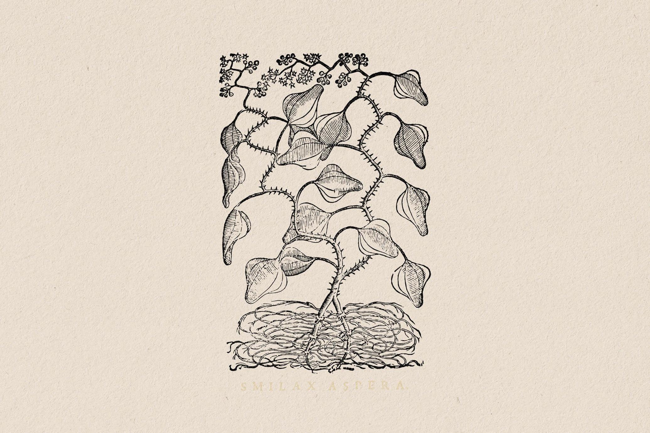 Botanical Illustrations