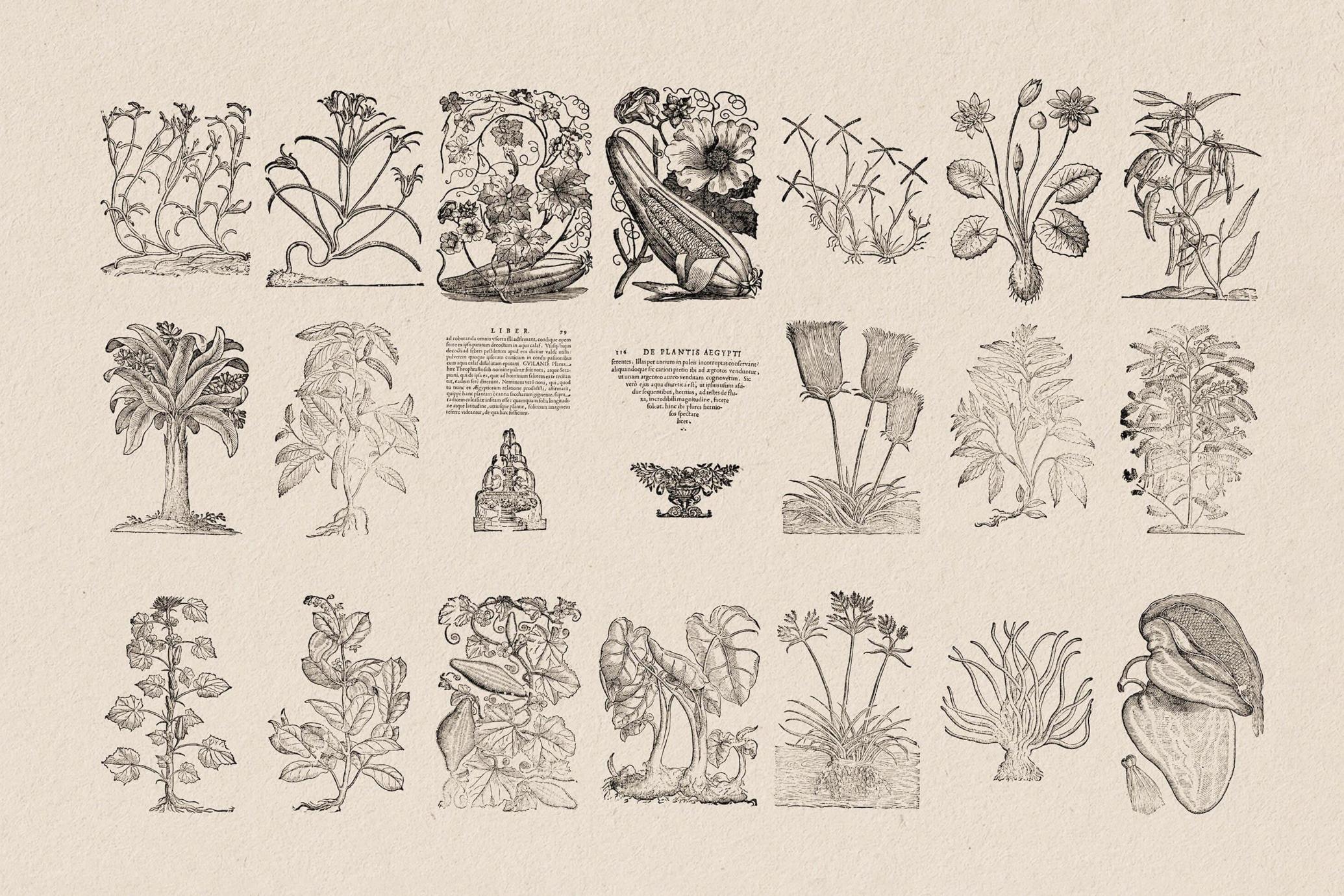 Botanical Illustrations
