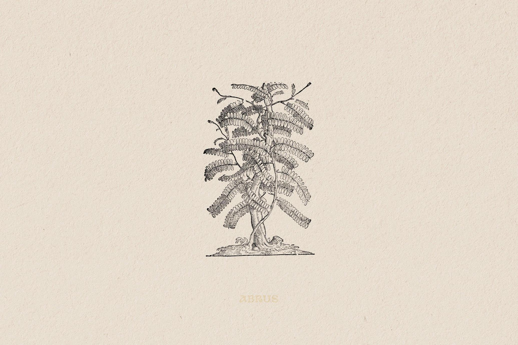 Botanical Illustrations