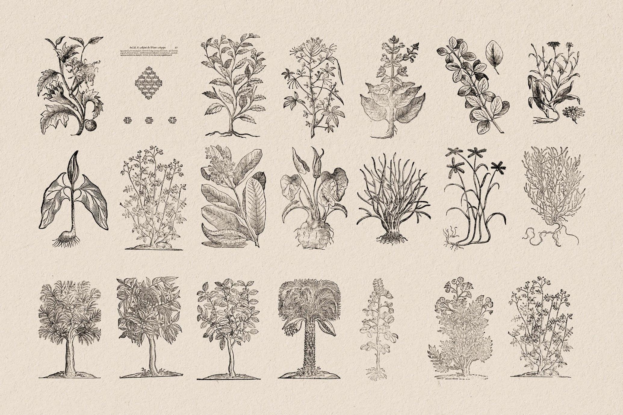 Botanical Illustrations