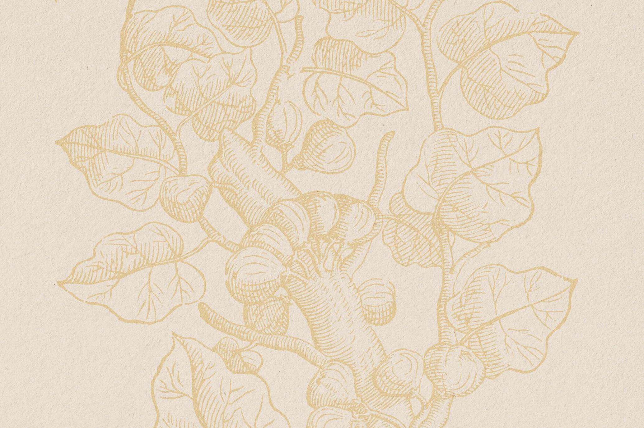 Botanical Illustrations