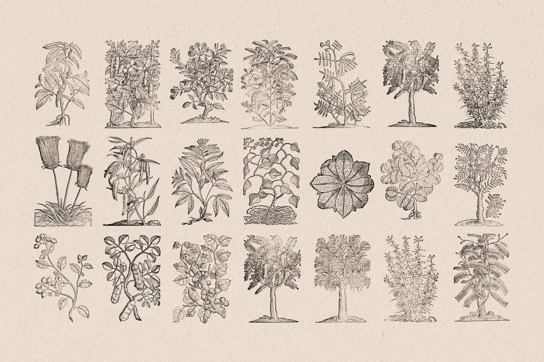 Botanical Illustrations
