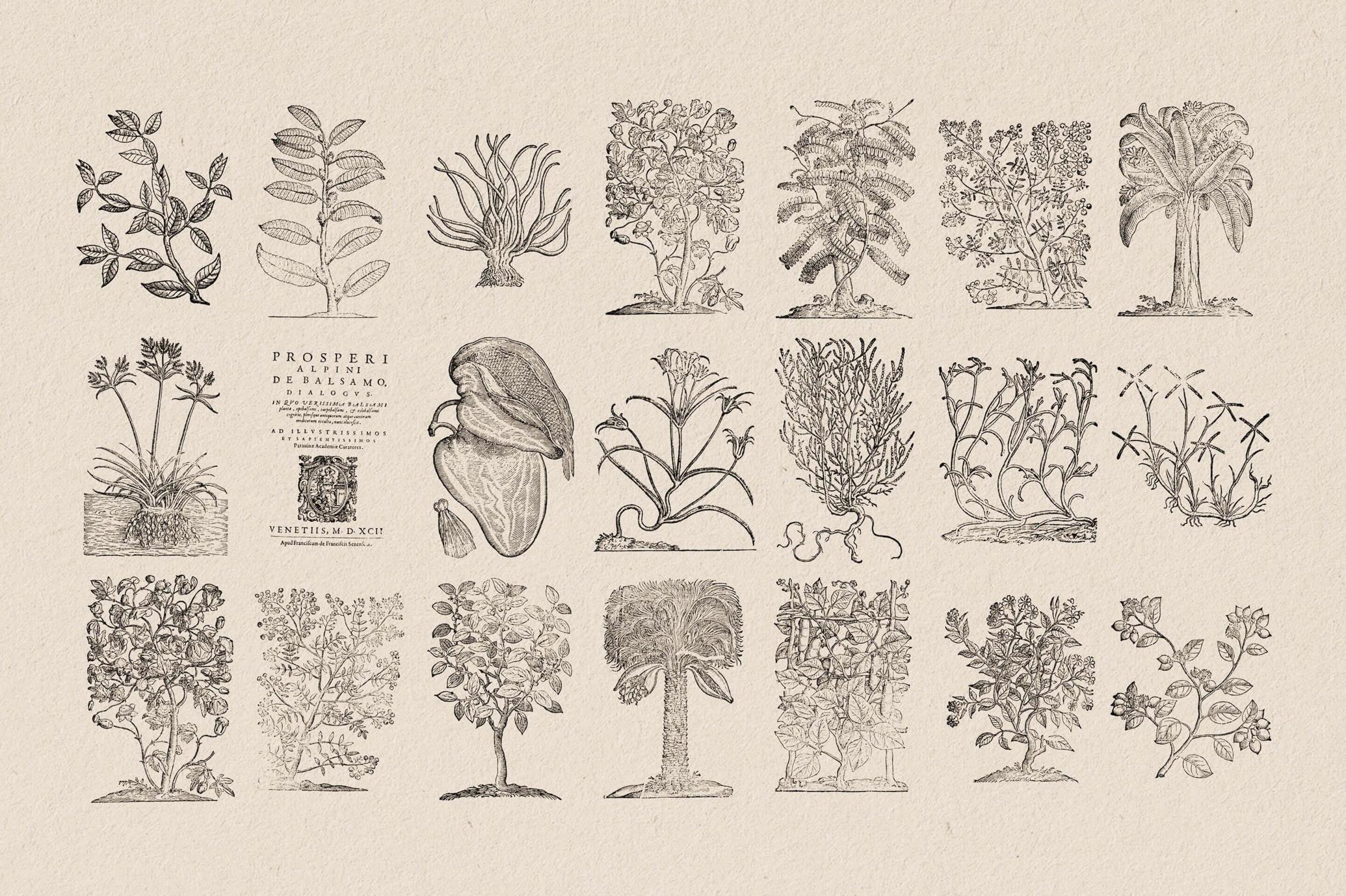 Botanical Illustrations