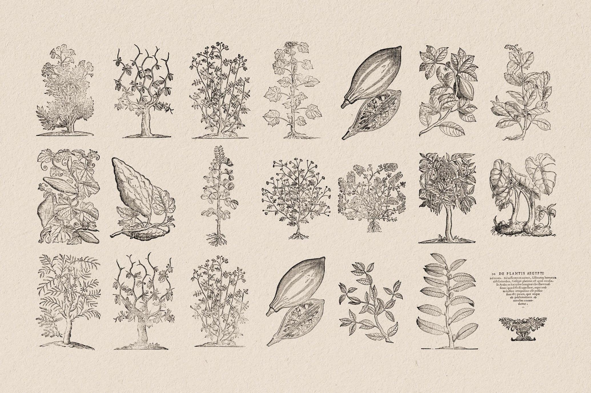 Botanical Illustrations