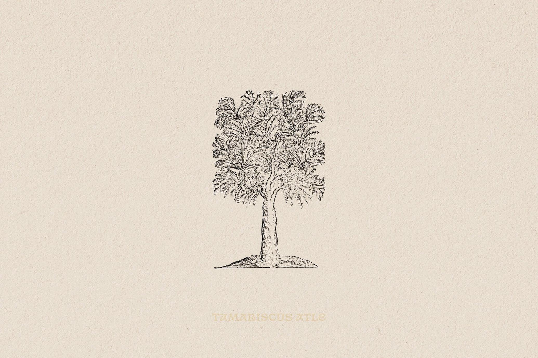 Botanical Illustrations