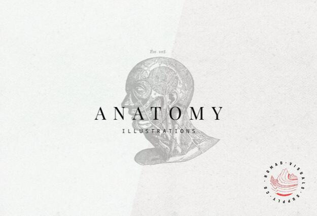 Anatomy Illustrations