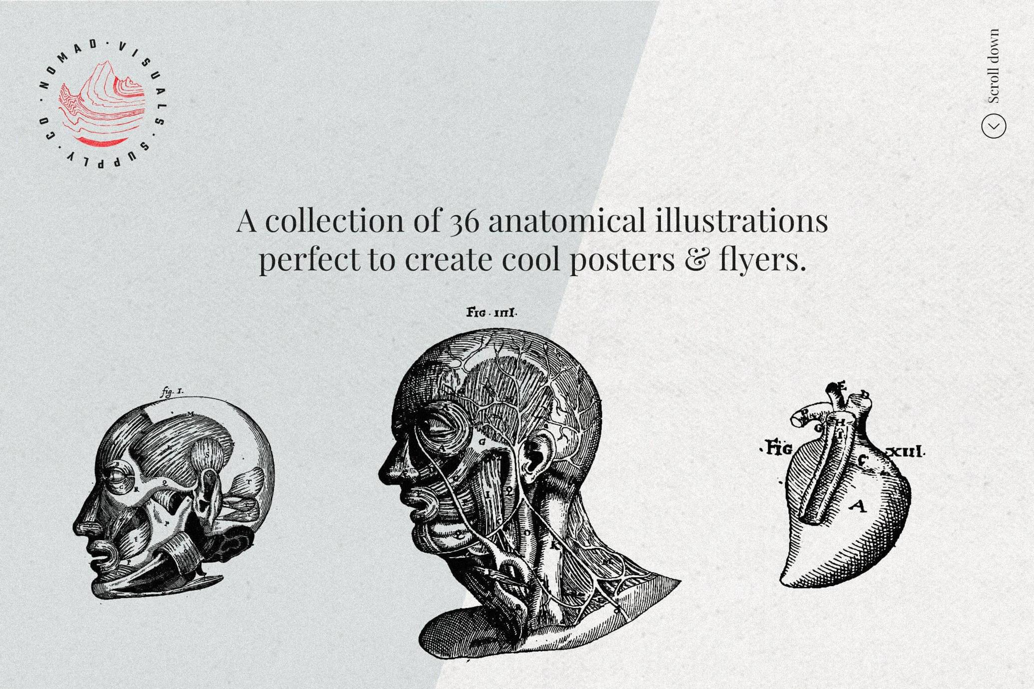 Anatomy Illustrations