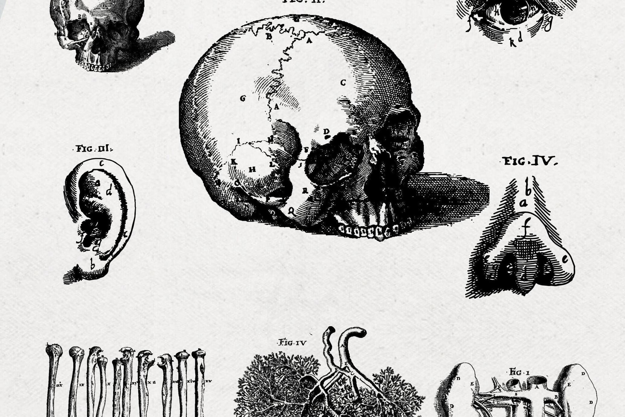 Anatomy Illustrations