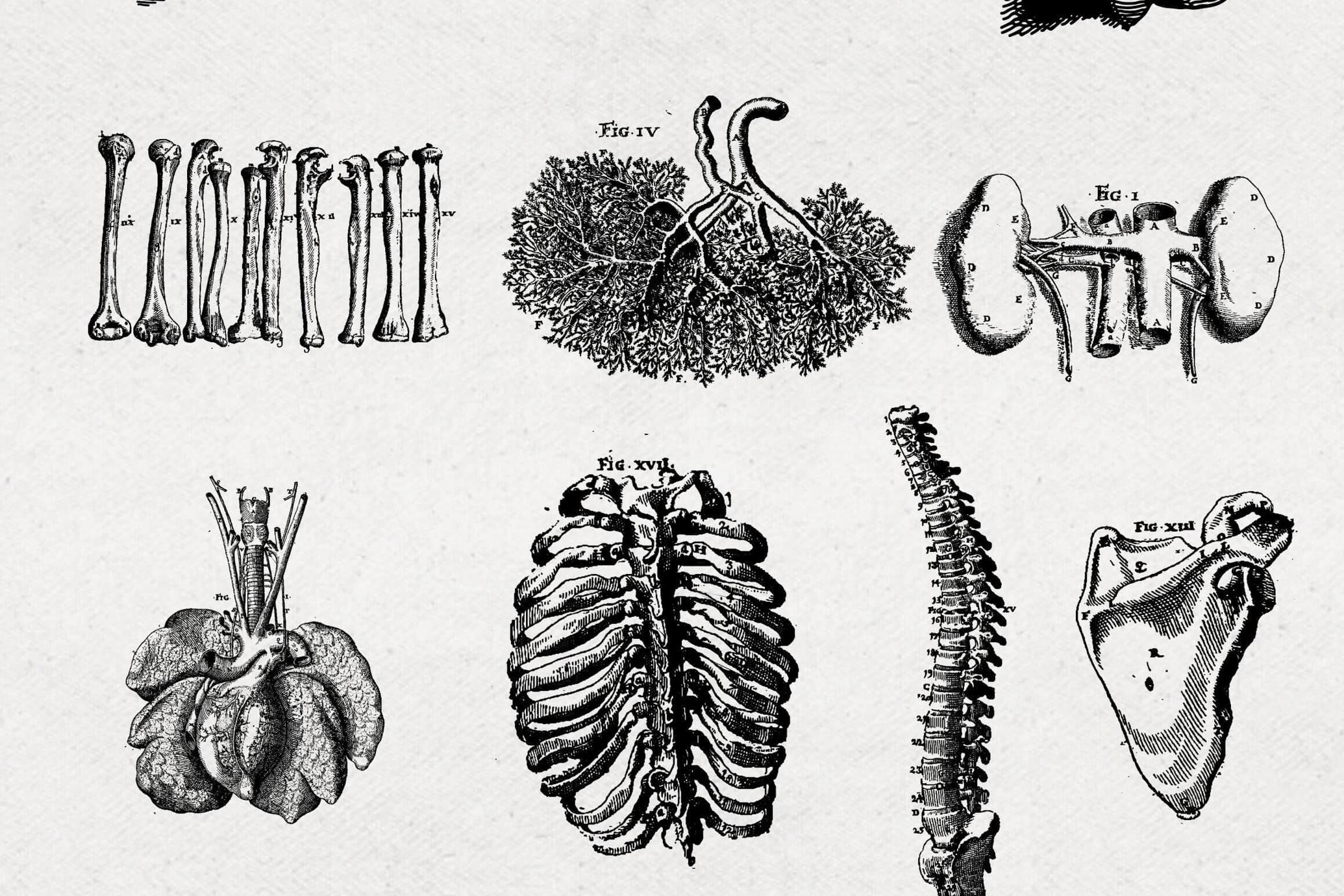 Anatomy Illustrations