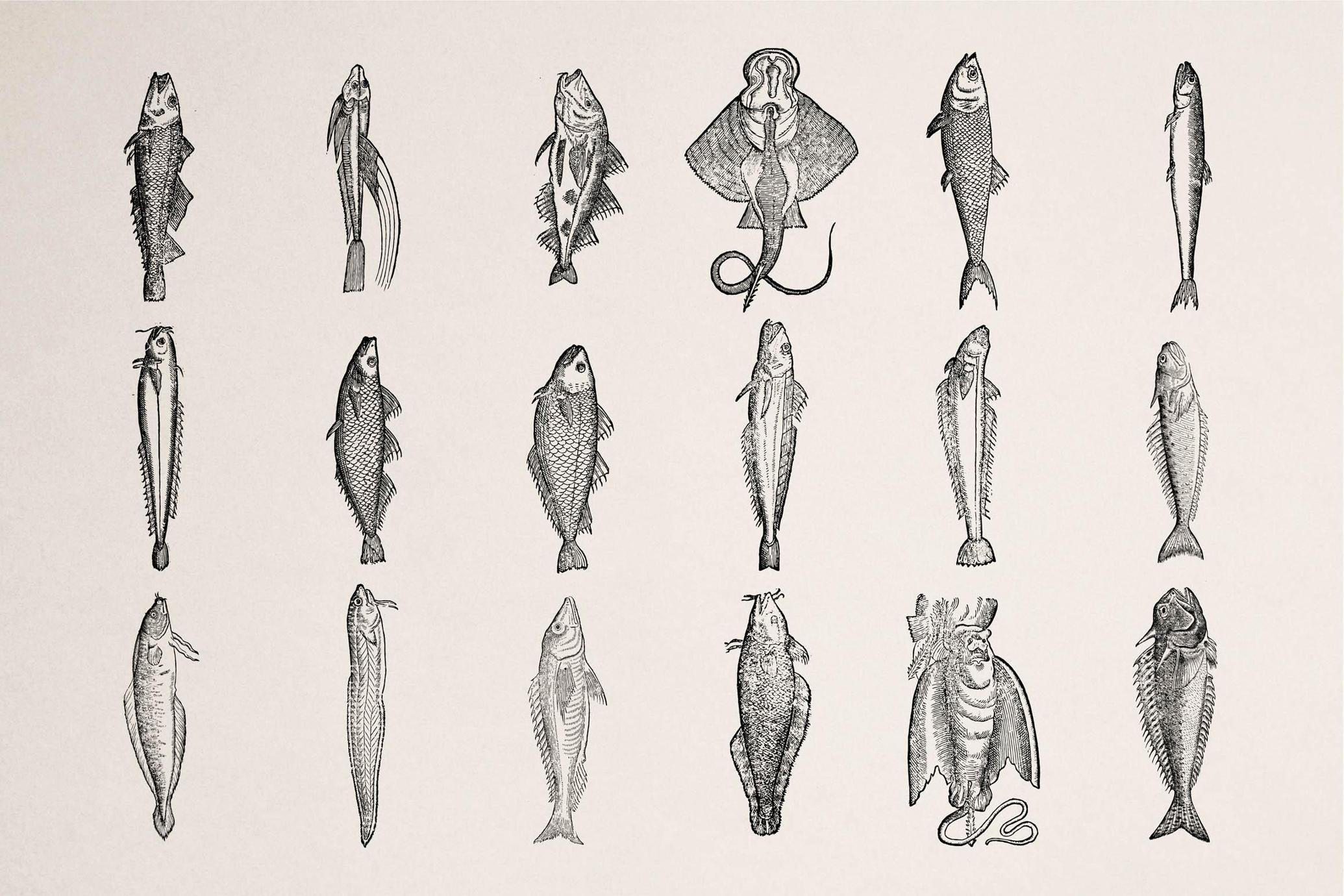 A Renaissance Field Guide to Fish