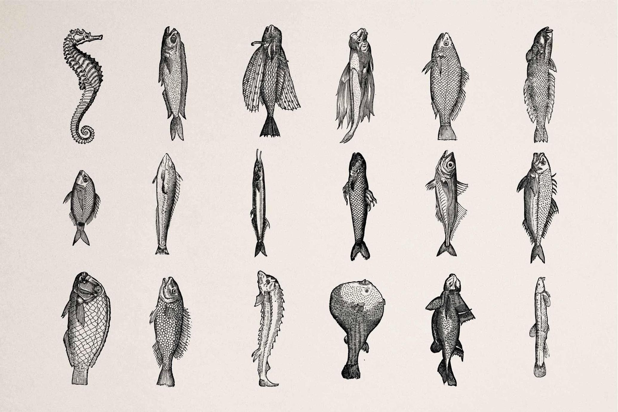 Fish Illustrations
