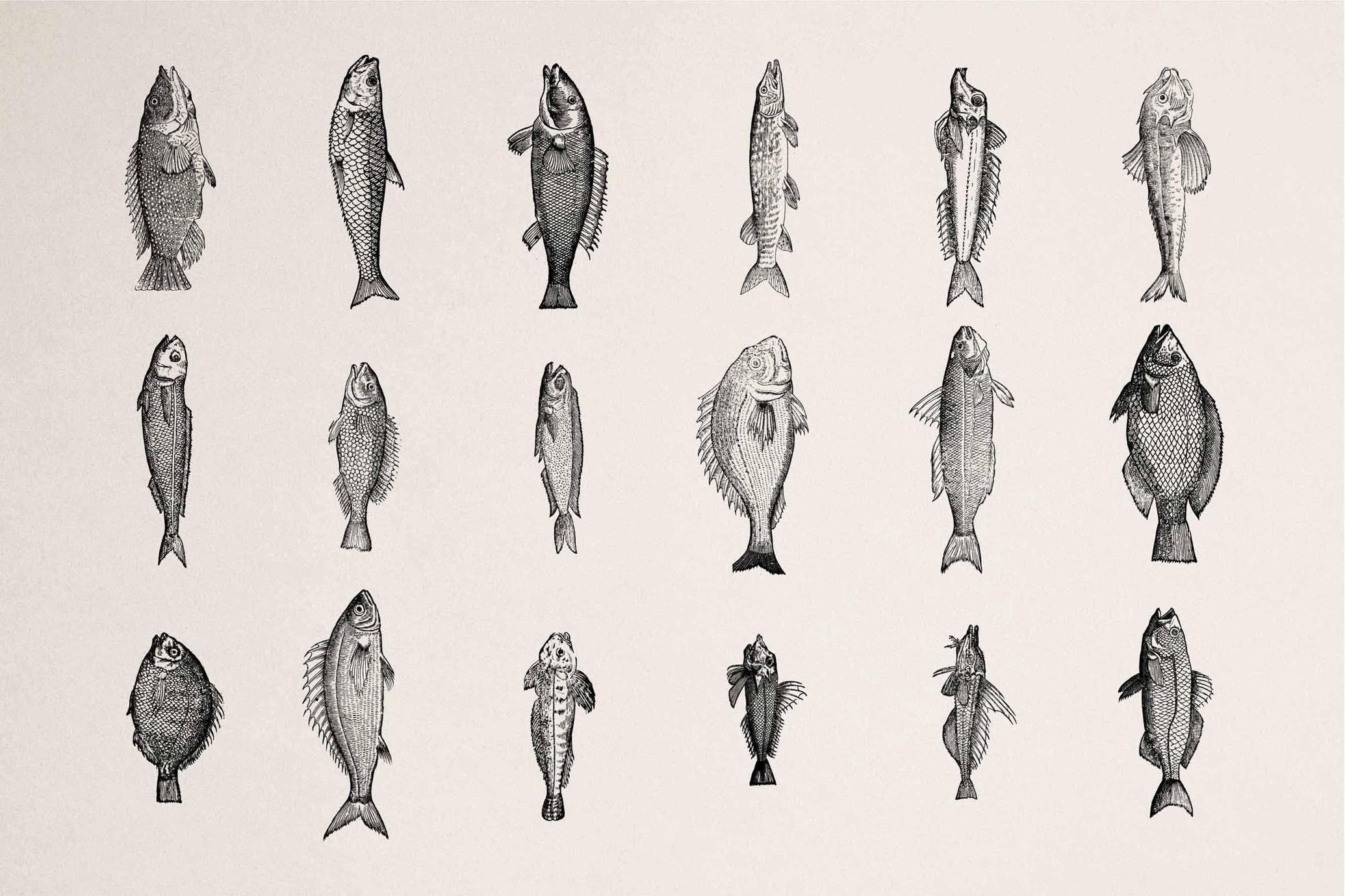 Fish Illustrations