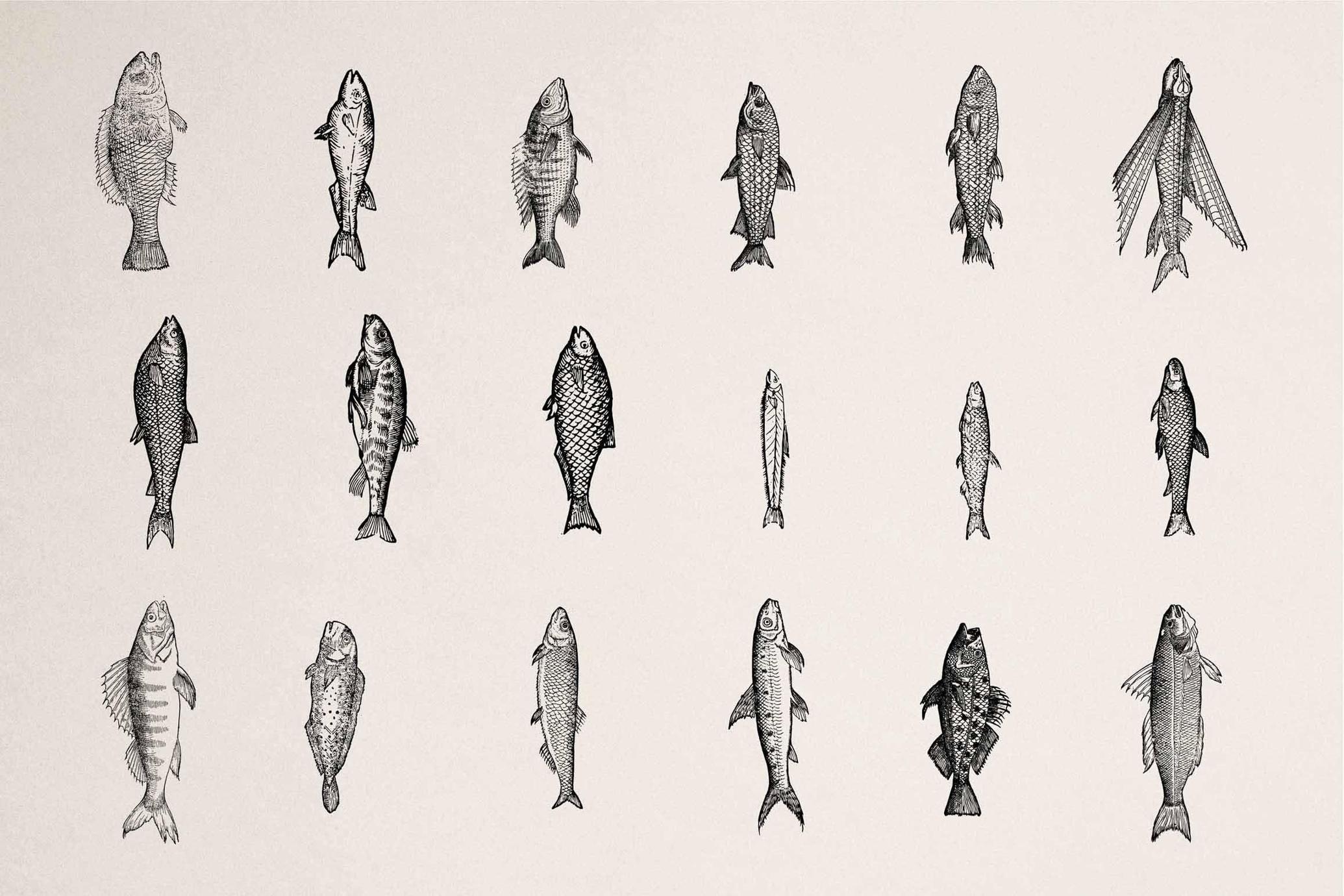 Fish Illustrations
