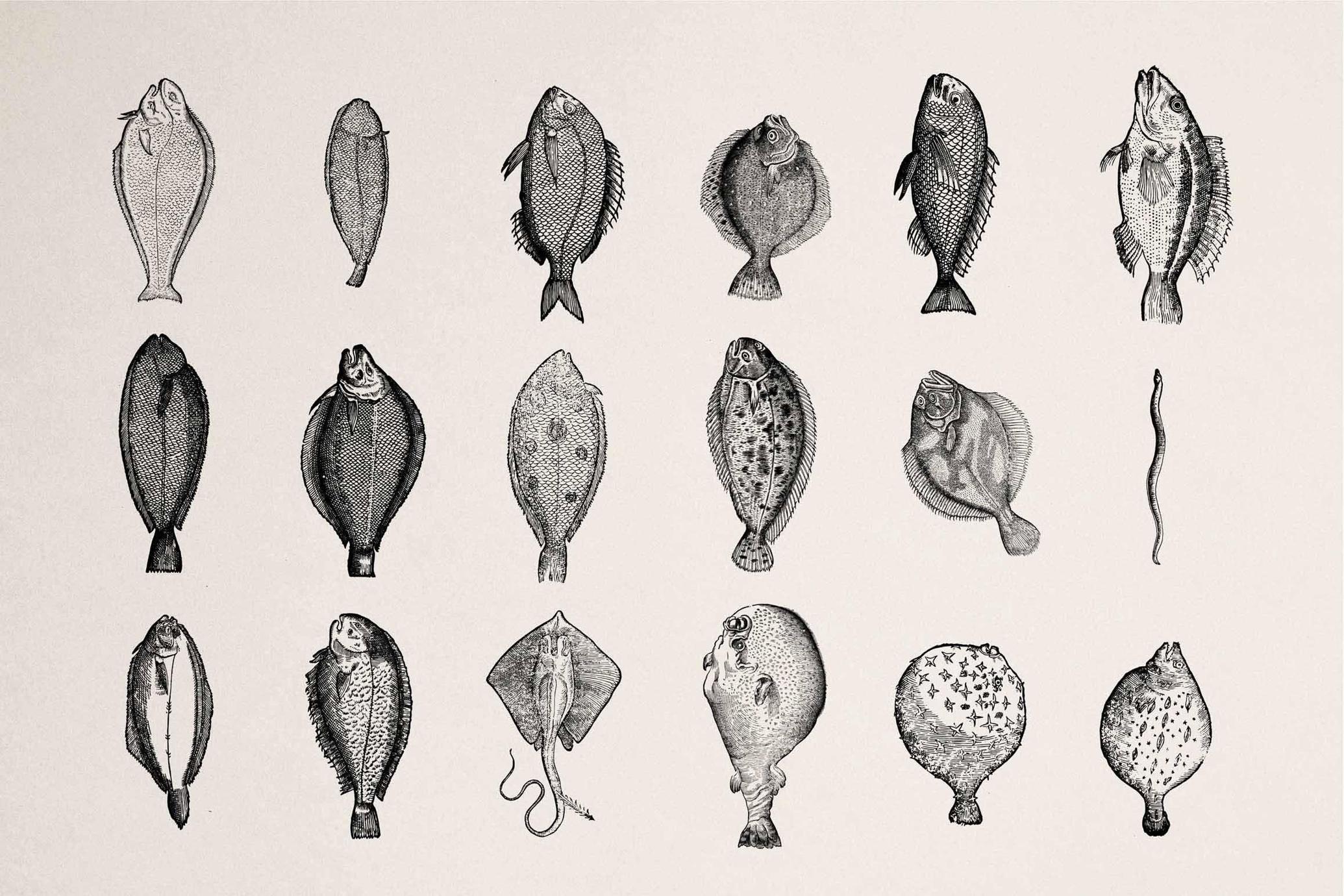 Fish Illustrations