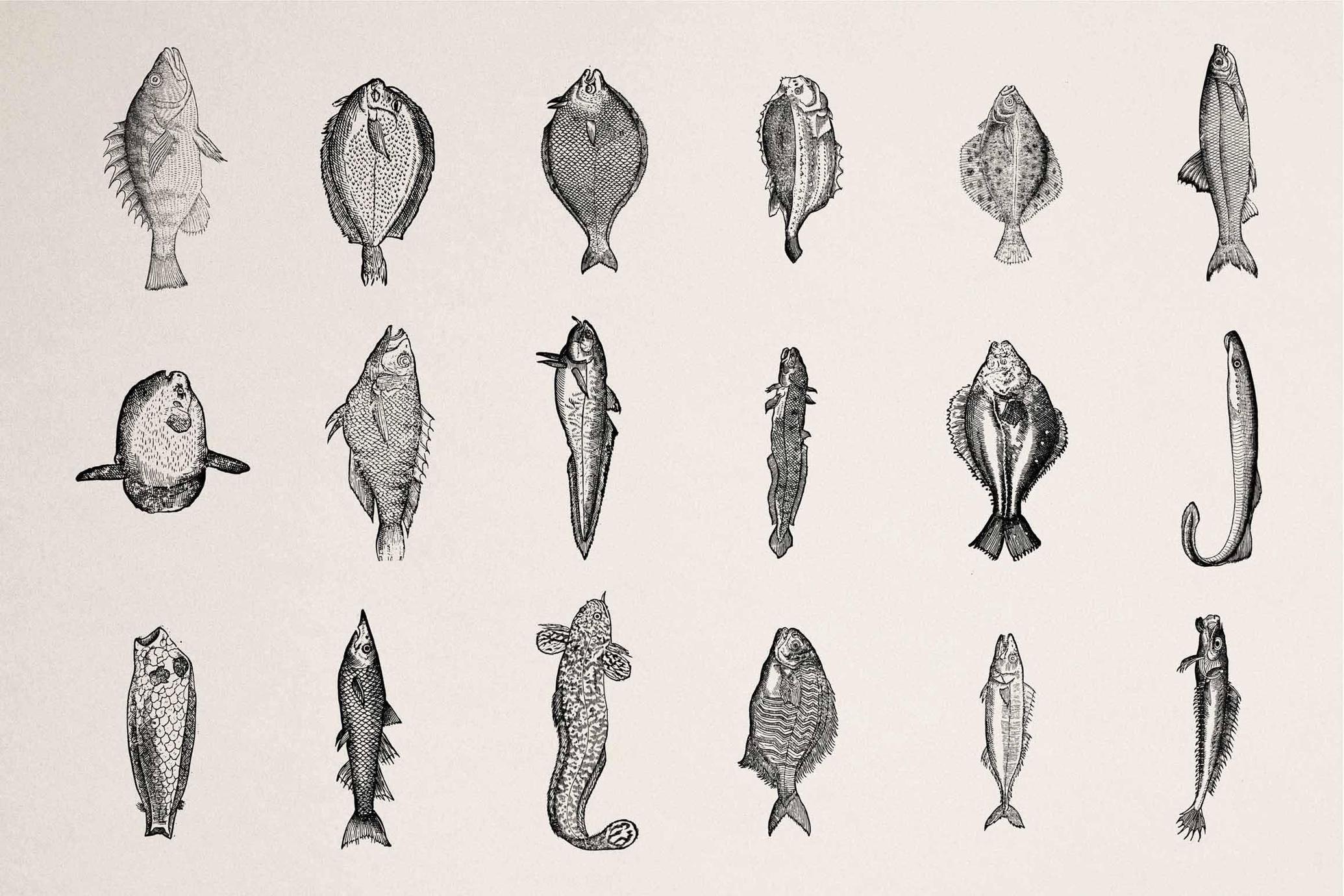 Fish Illustrations