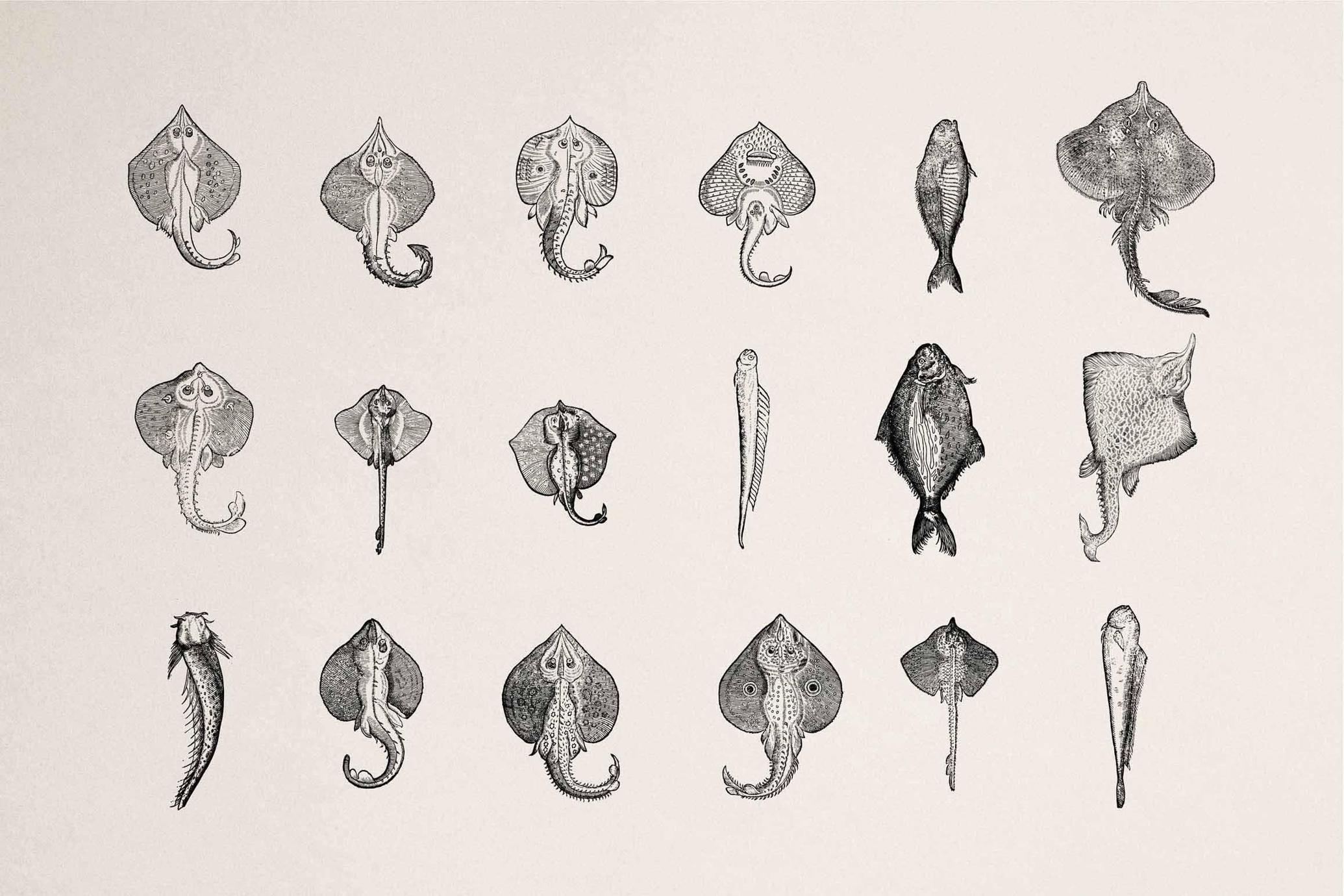 Fish Illustrations