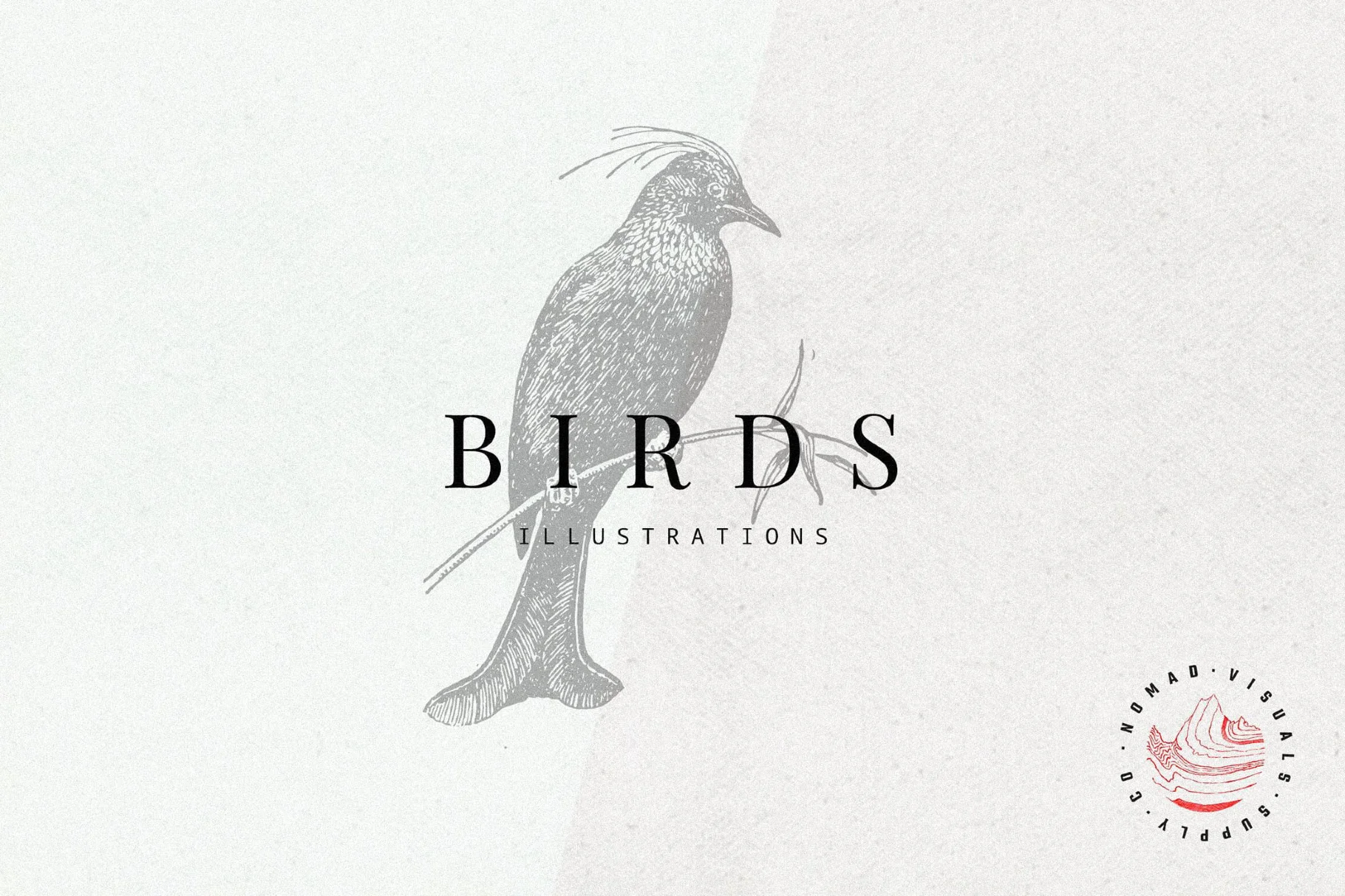 Birds Illustrations
