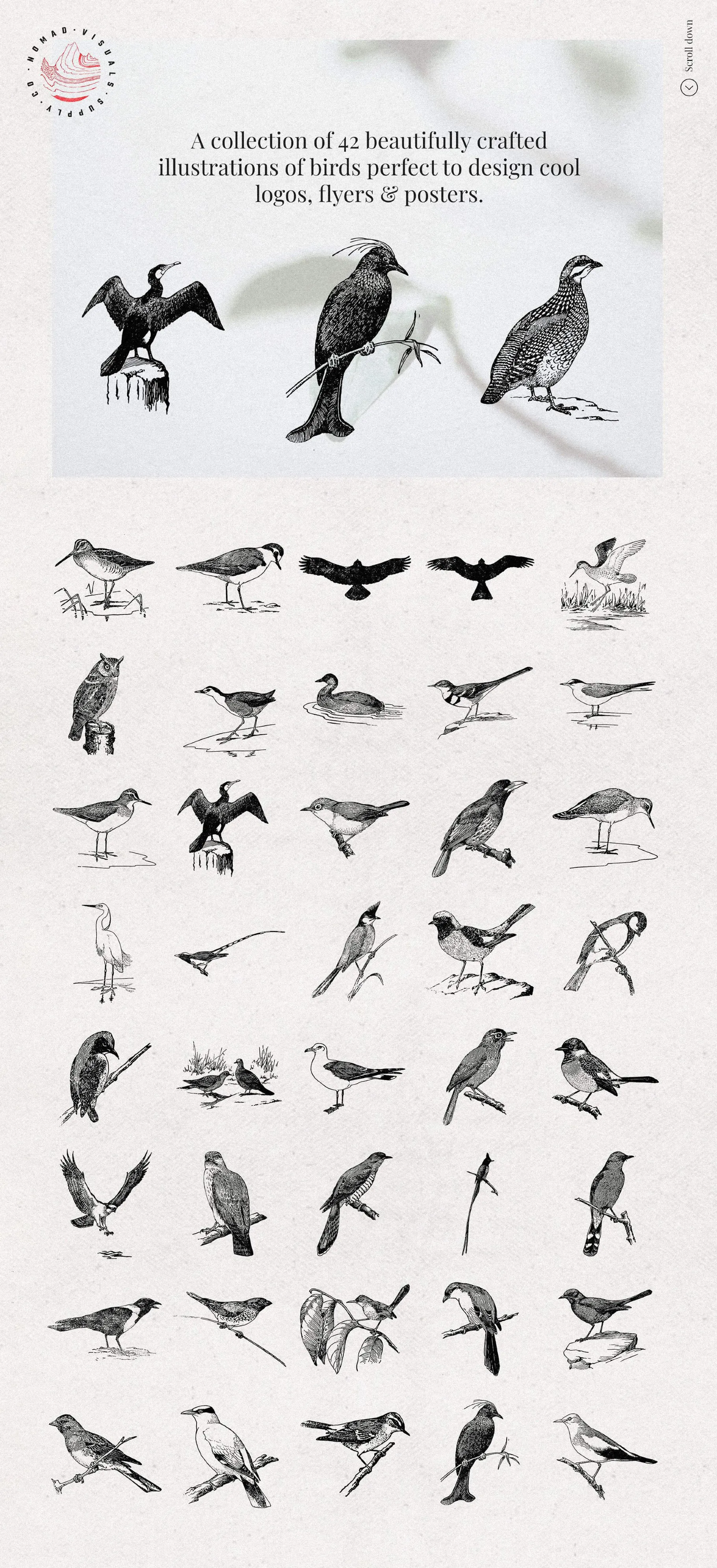 Birds Illustrations