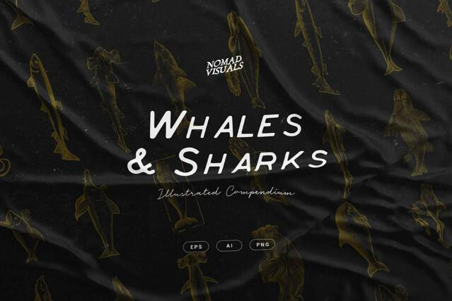 Whales & Sharks Illustrations