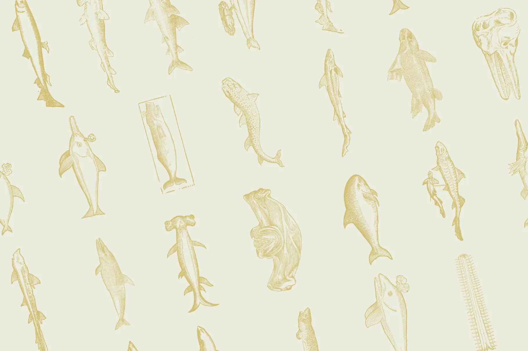 Whales & Sharks Illustrations