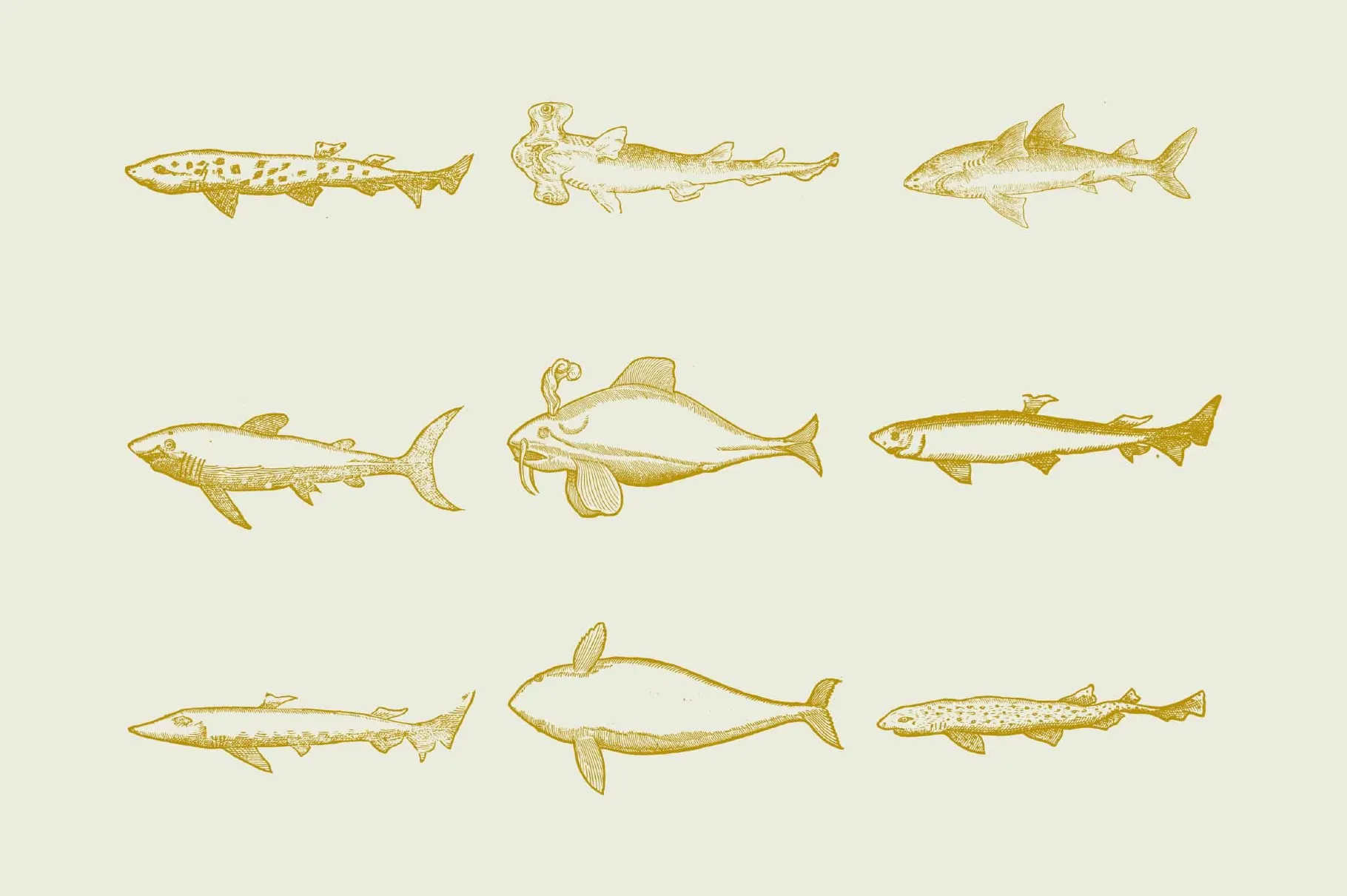 Whales & Sharks Illustrations